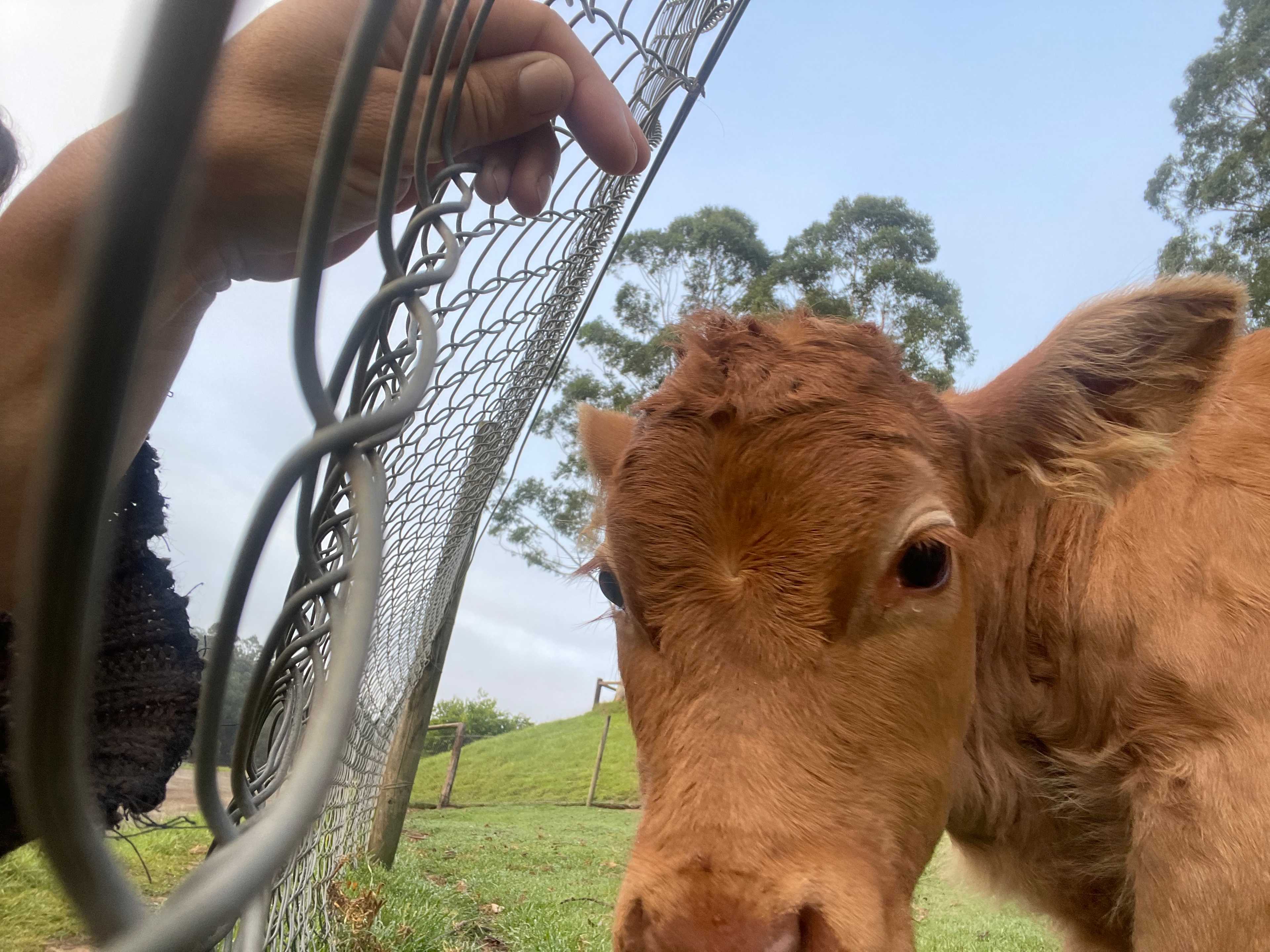 Glenworth Valley Camping Ground
