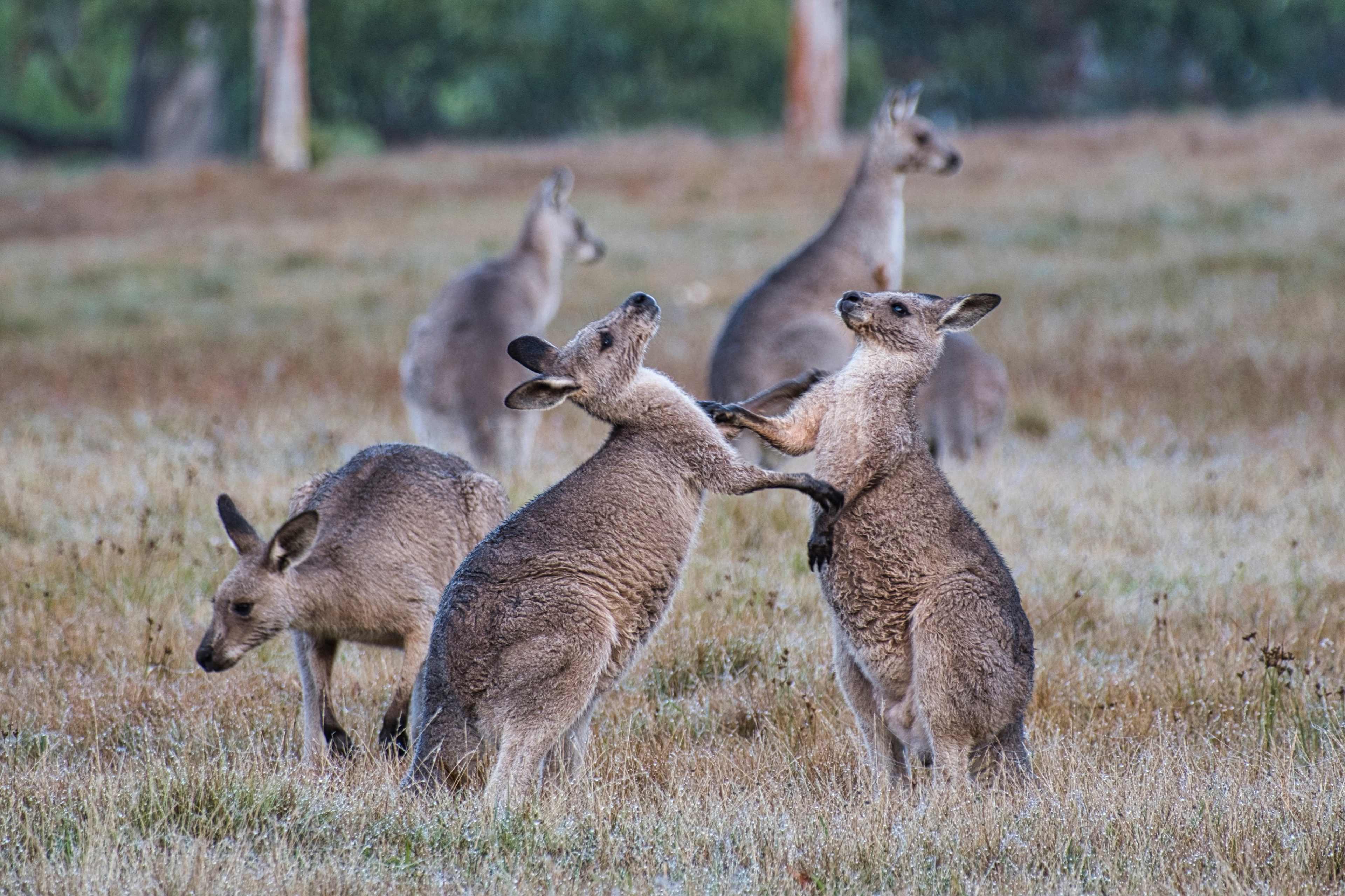 Megalong Valley Farm