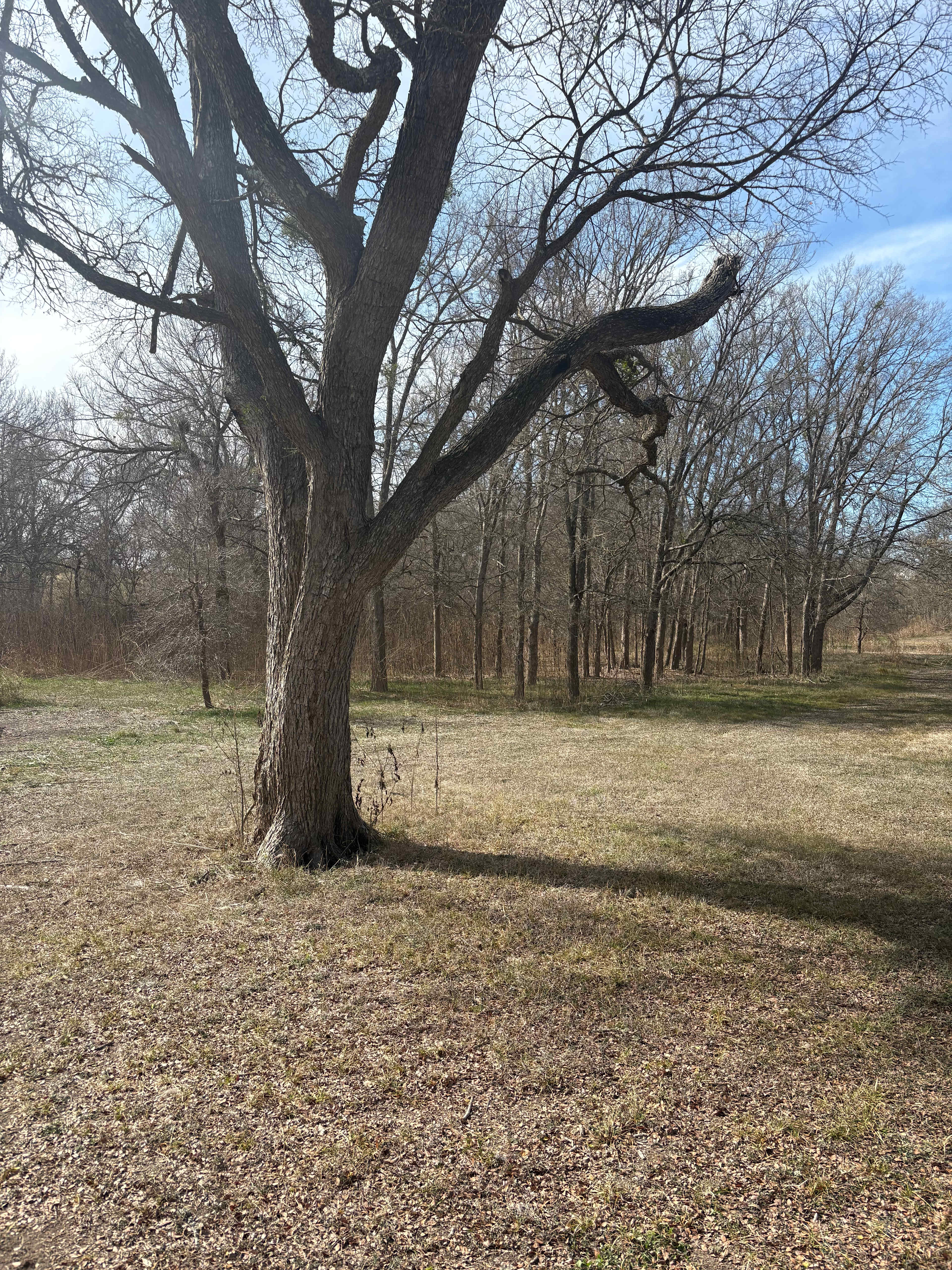 Forest camp with indoor bathroom
