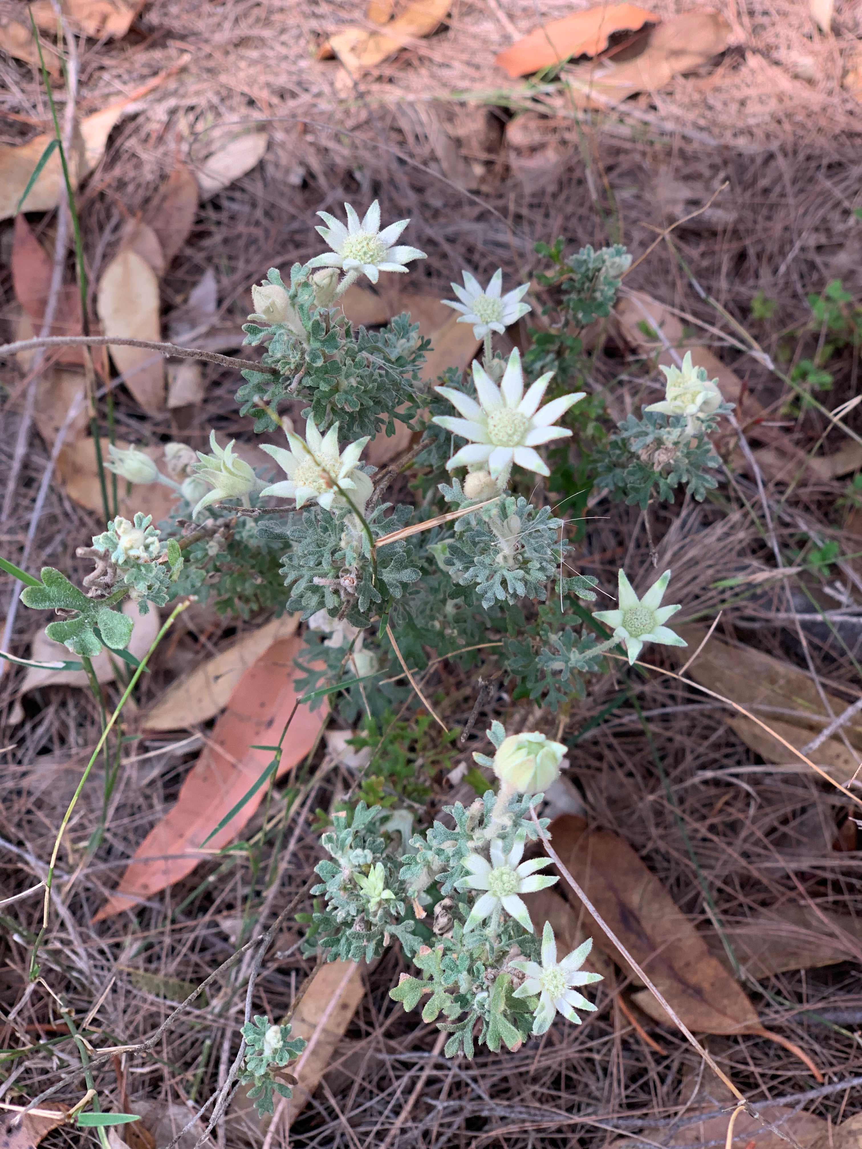 Canoelands Valley Camping