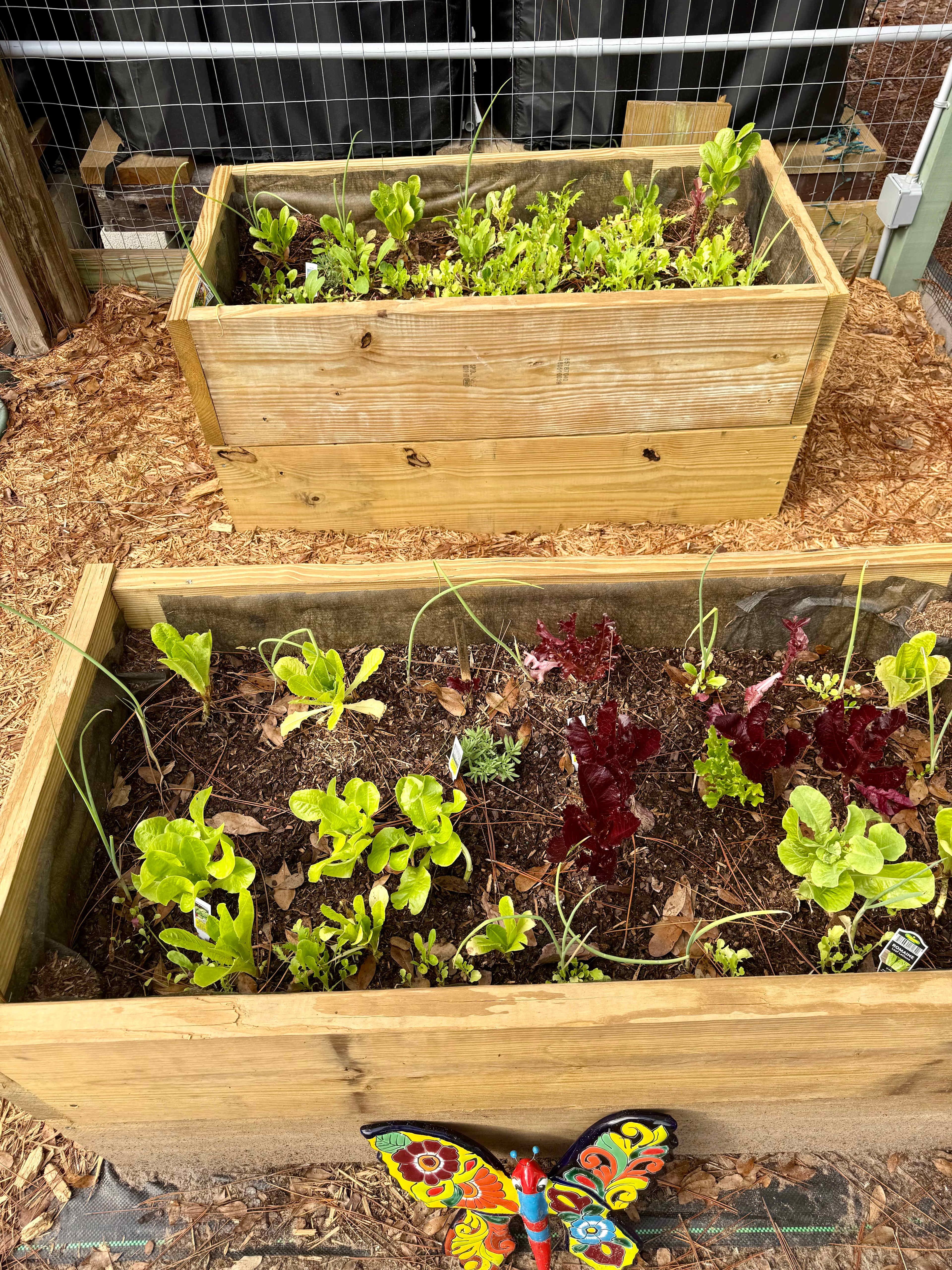 Garden beds and mostly edible!