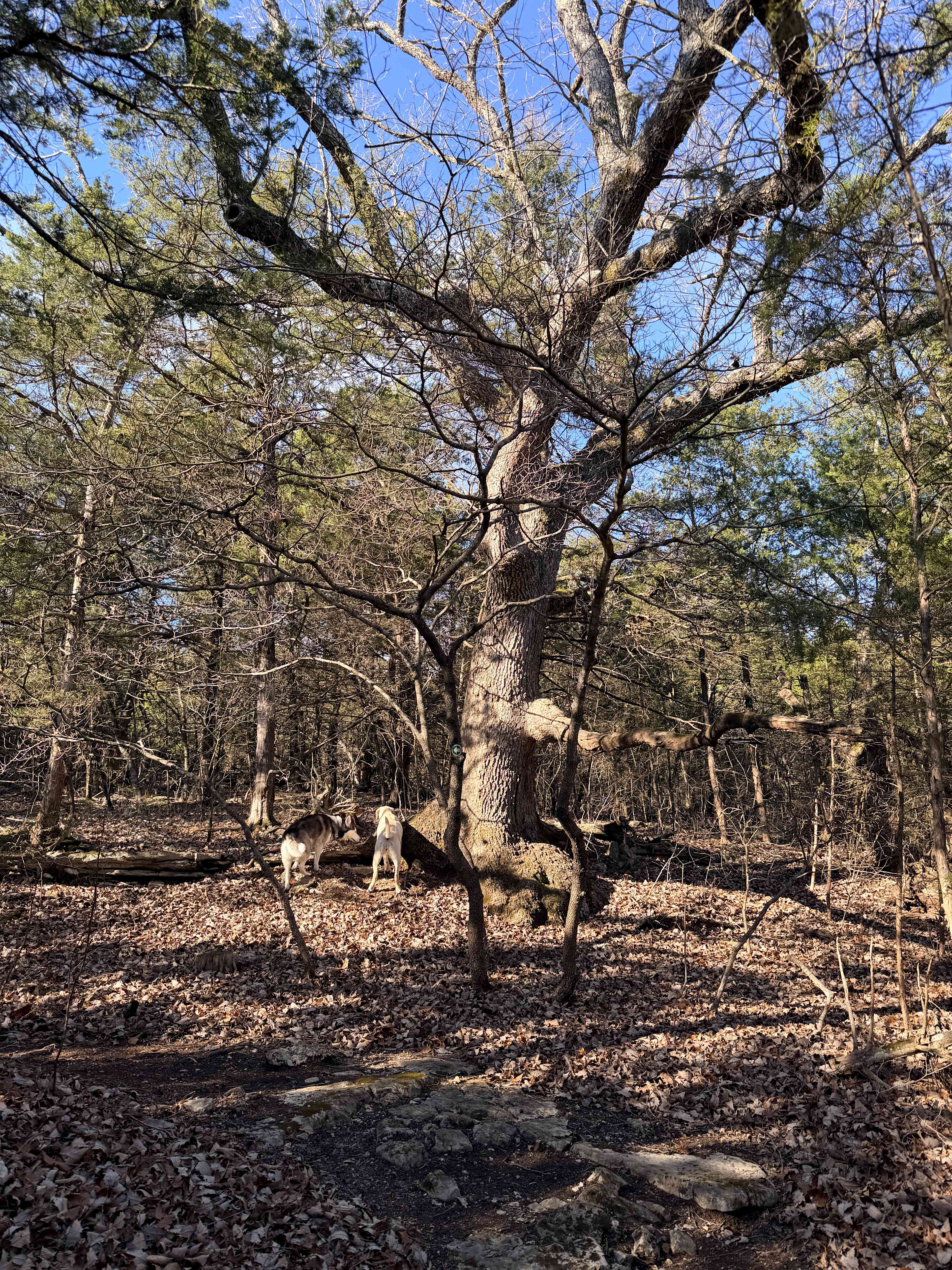 What an interesting tree. 