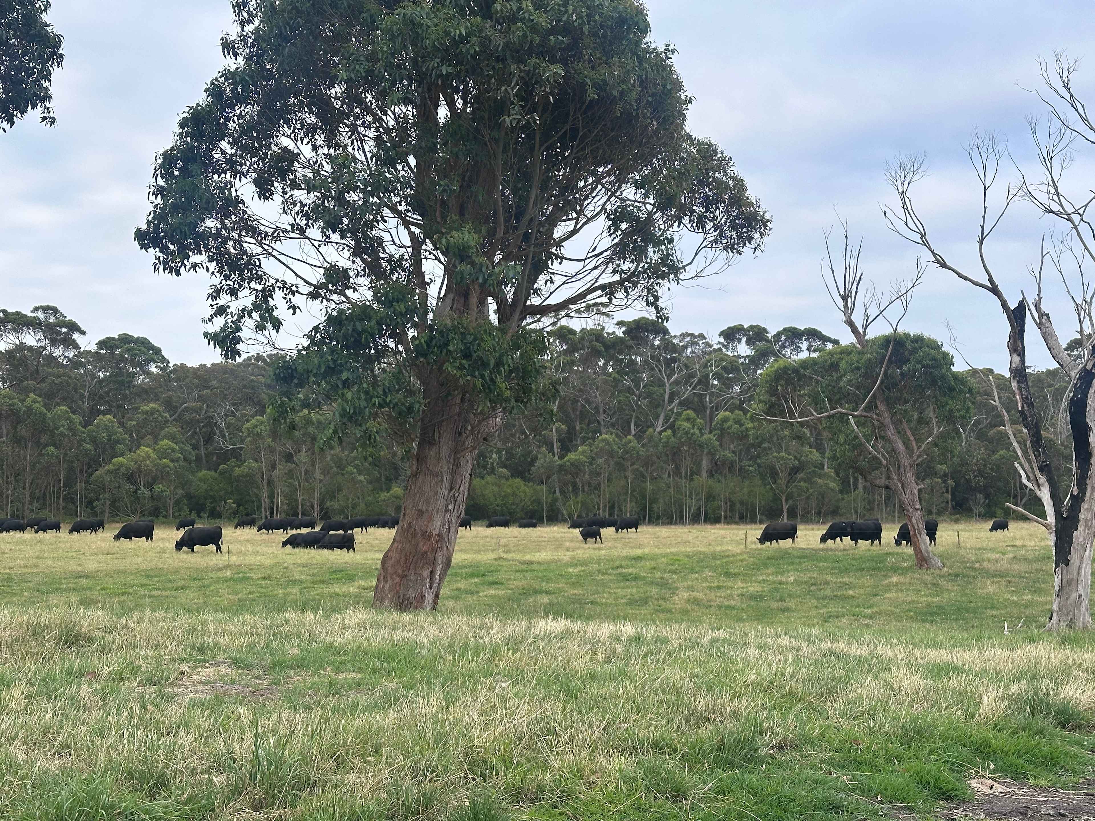 Ridge Park Cape Conran