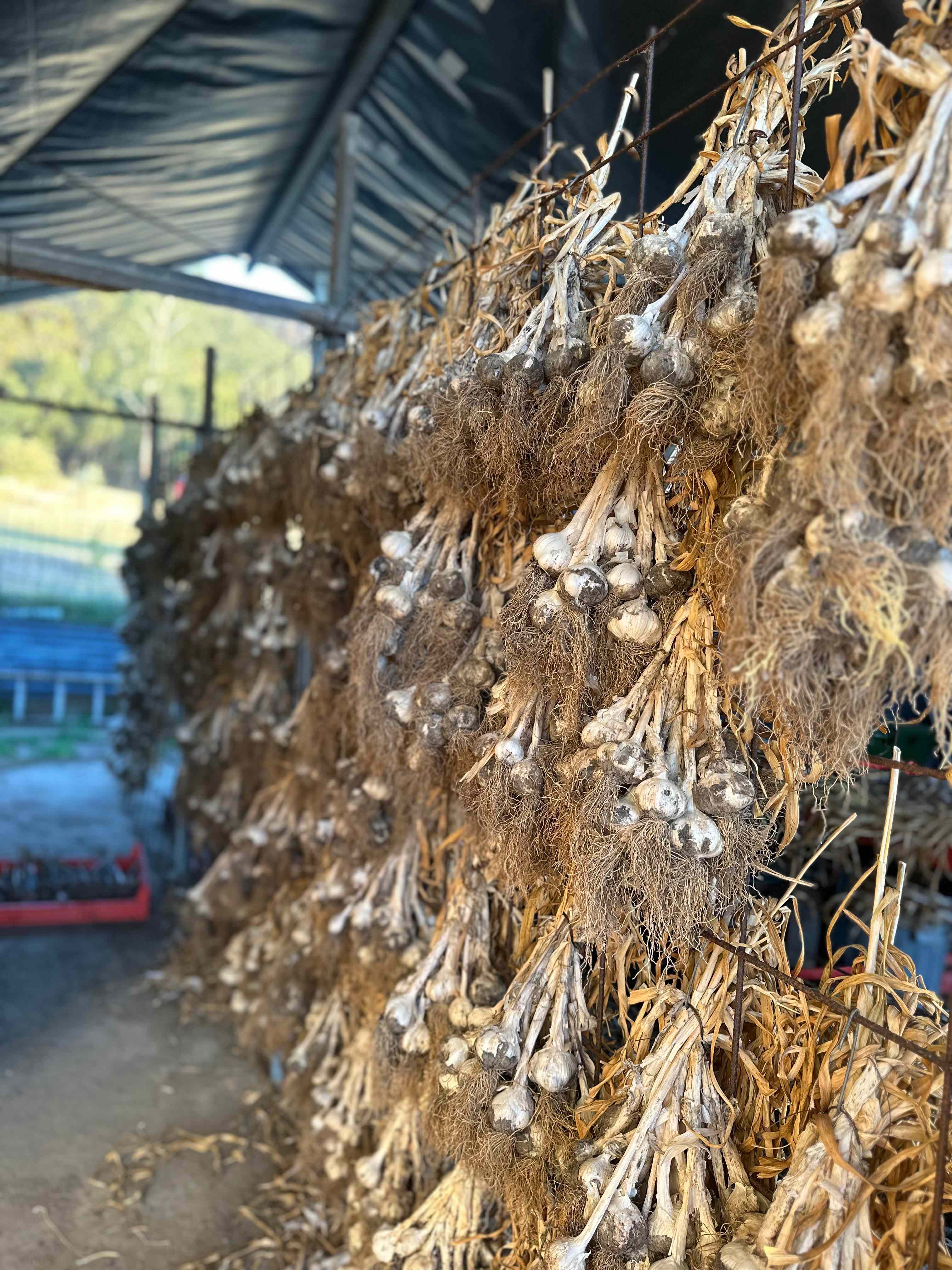 Hartley Vale Garlic Farm