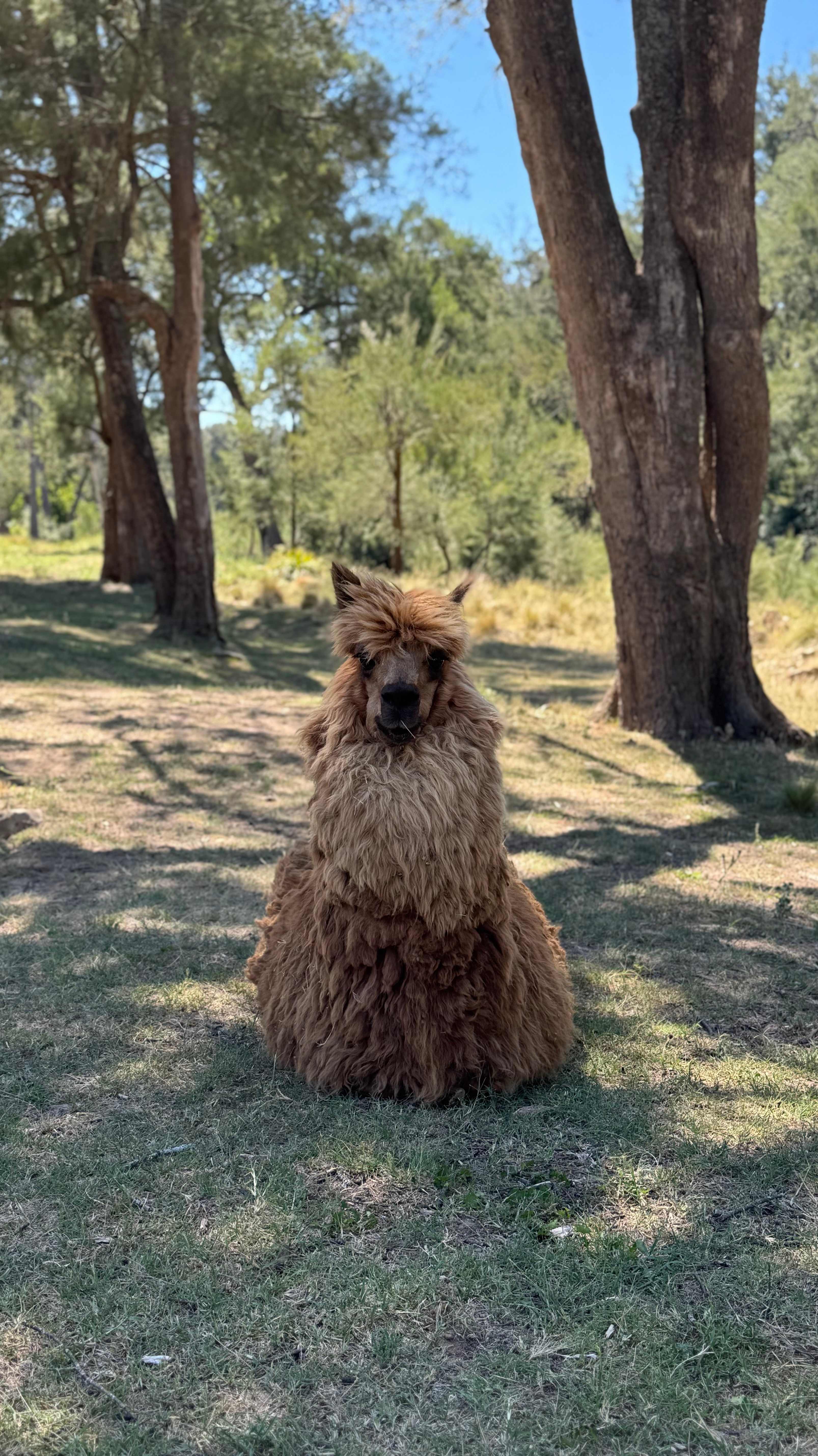 A few friendly farm animals roaming freely 🦙🐴