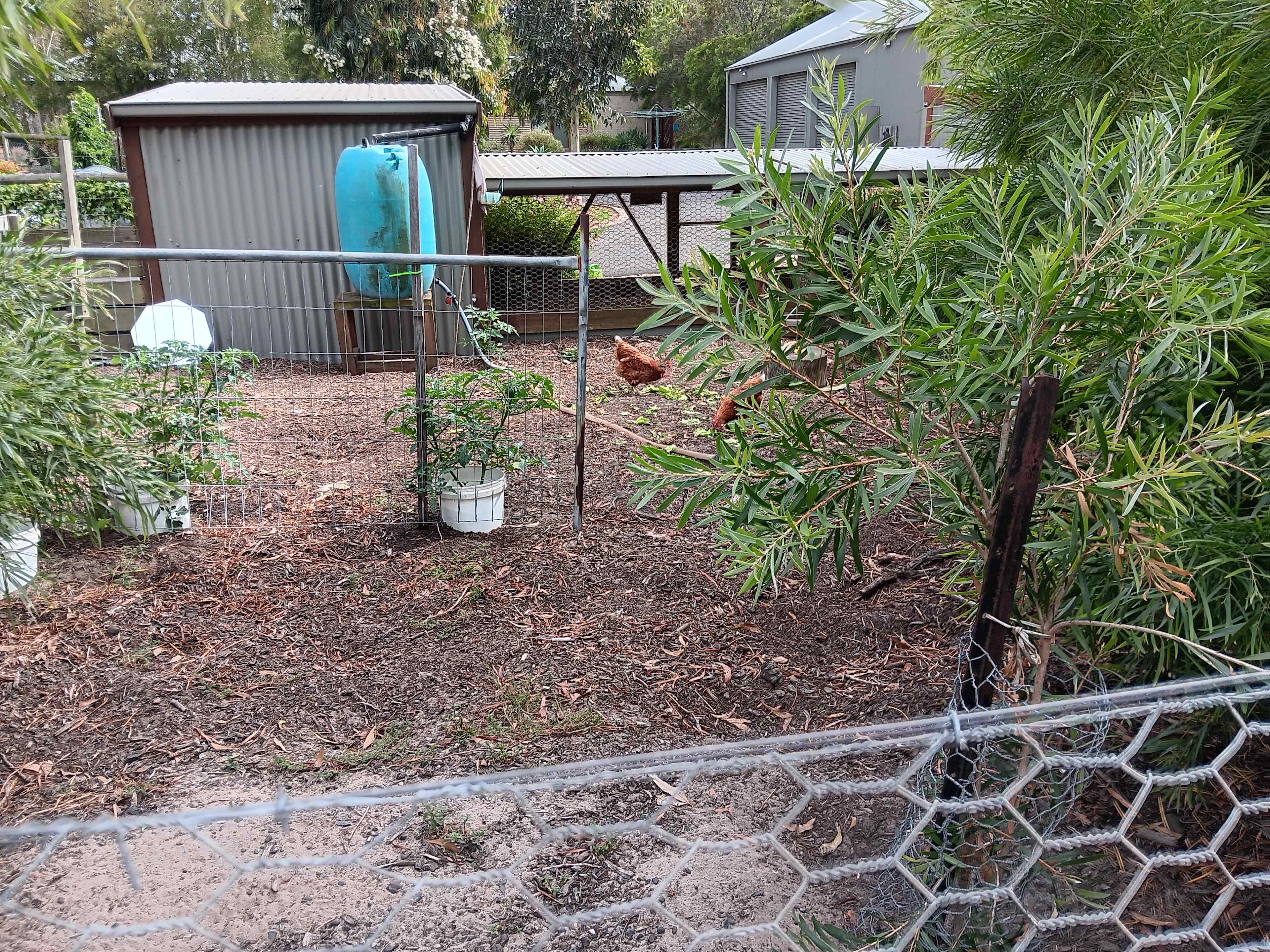 Property next door has chooks