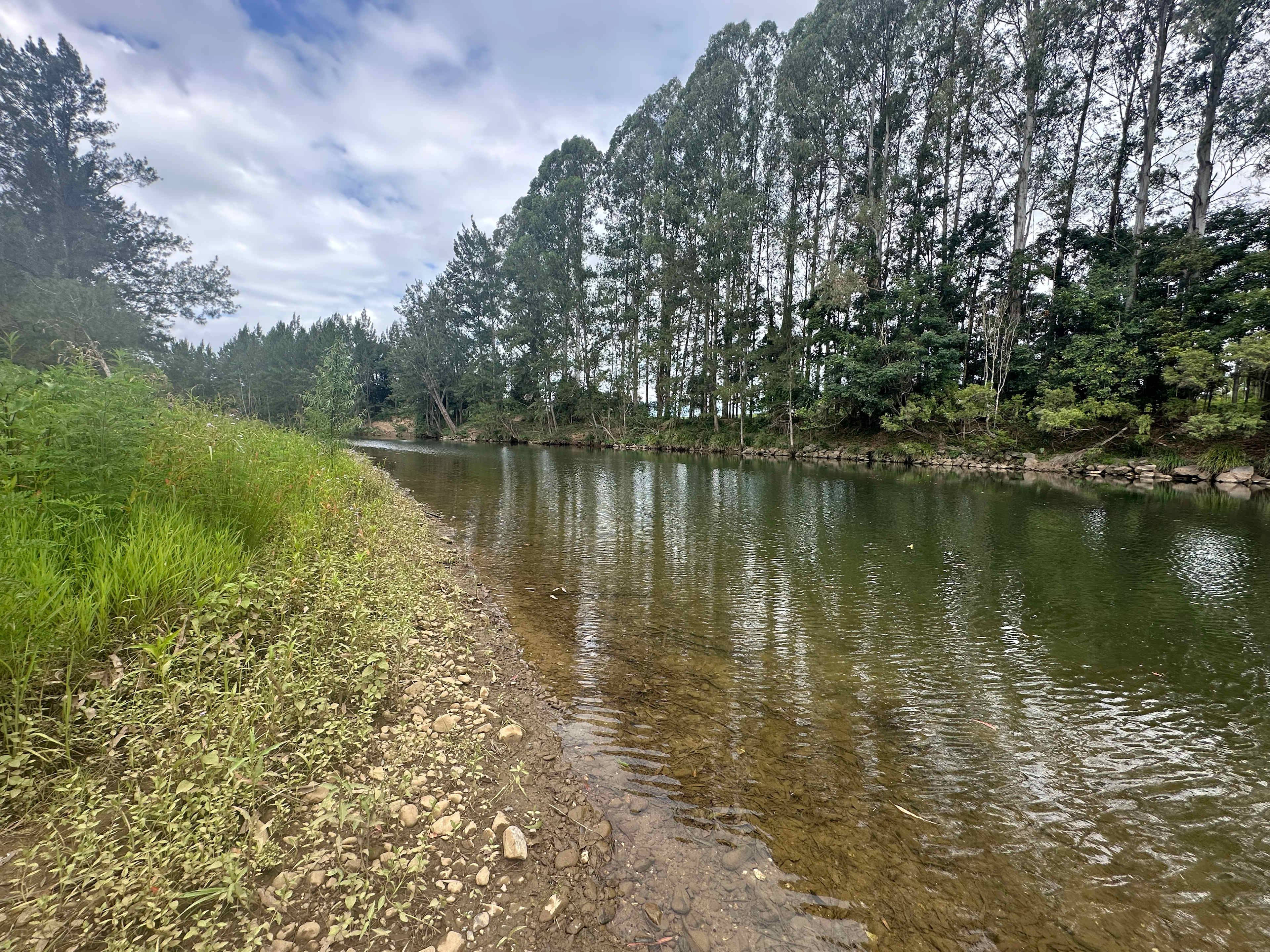 Bellinger River Camping