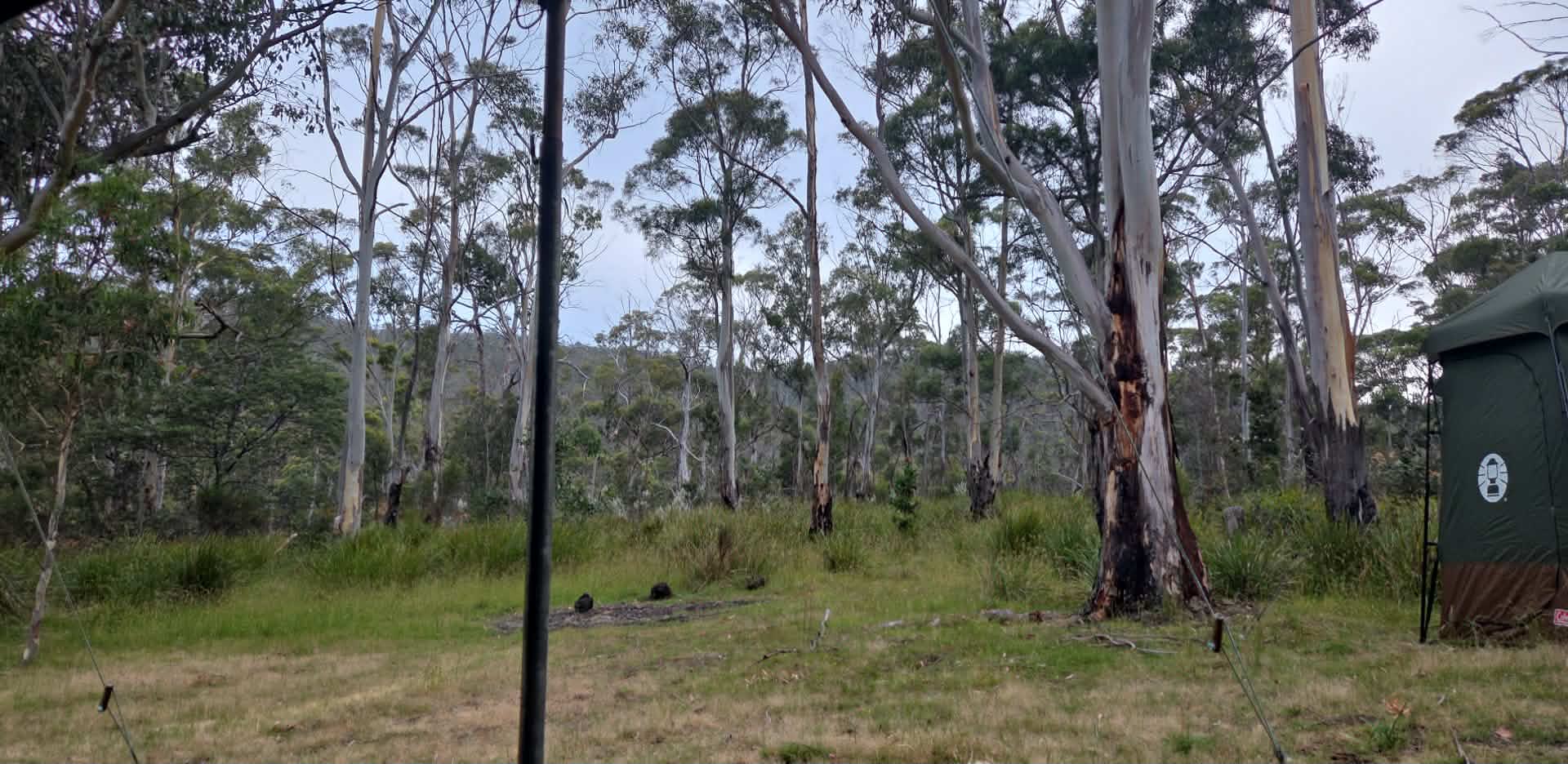 Just beyond the trees is the creek