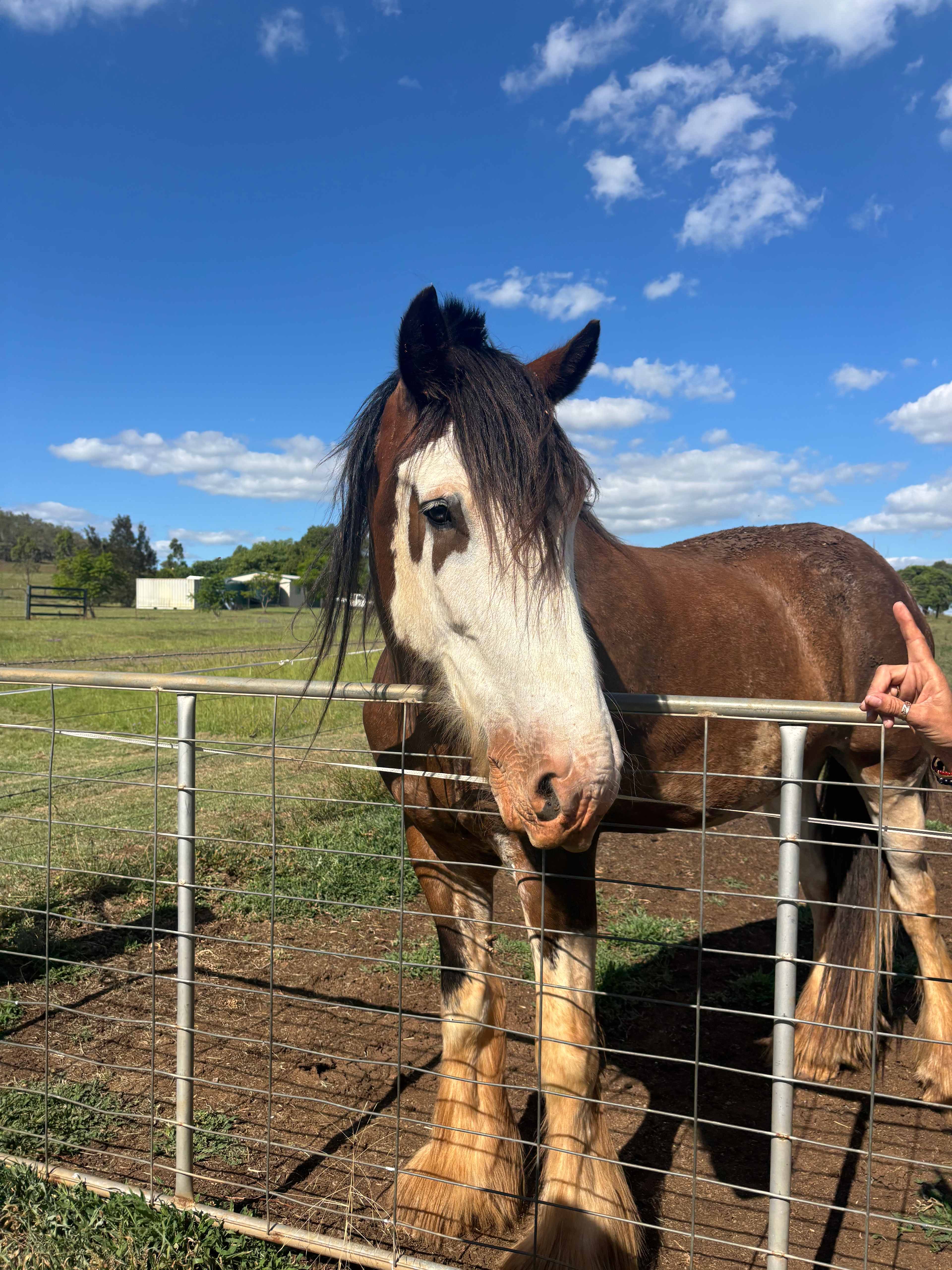 Duchess Farm (Cabin + Tents/Vans)