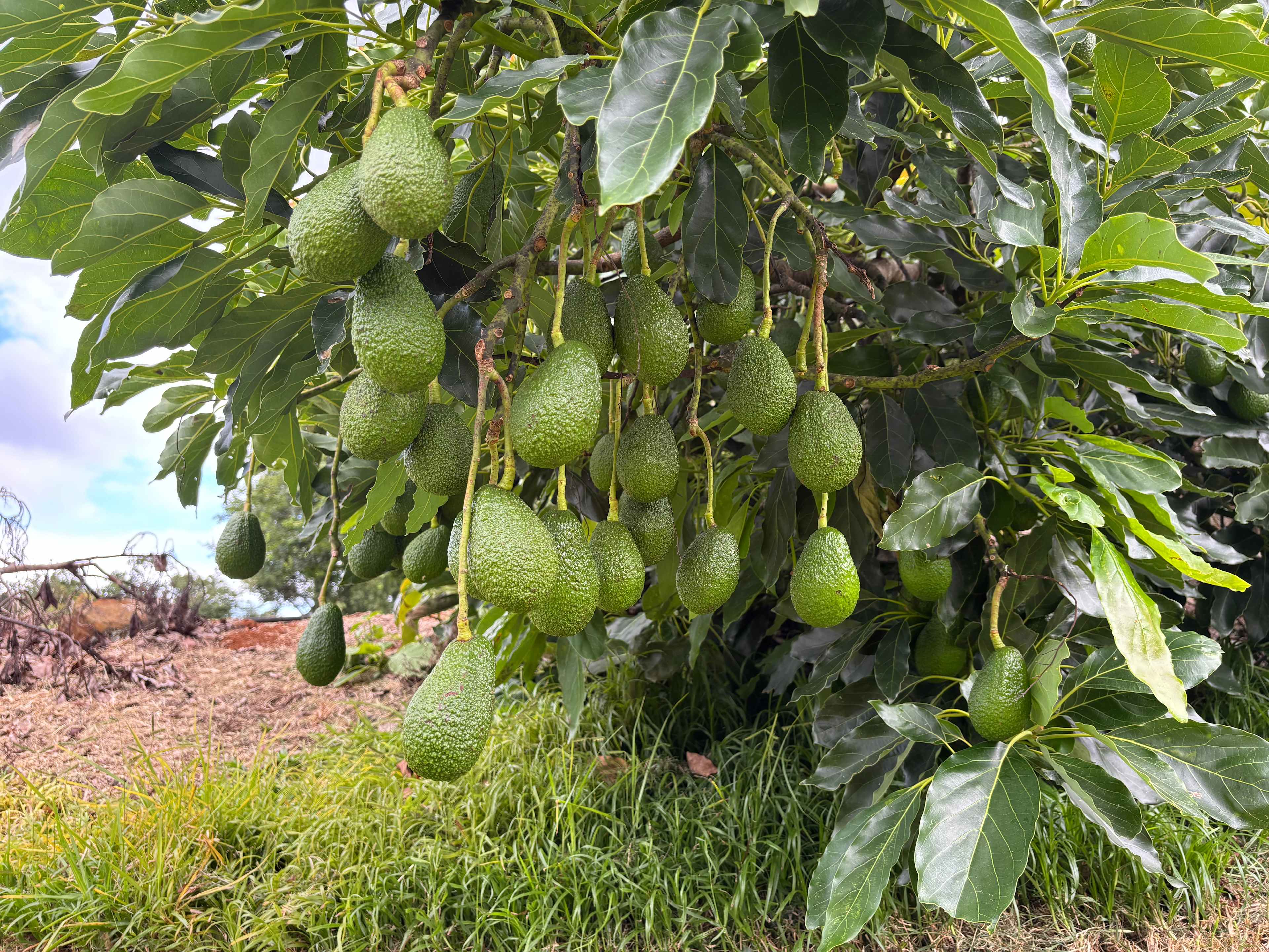 Tremayne - The Old Avocado Farm