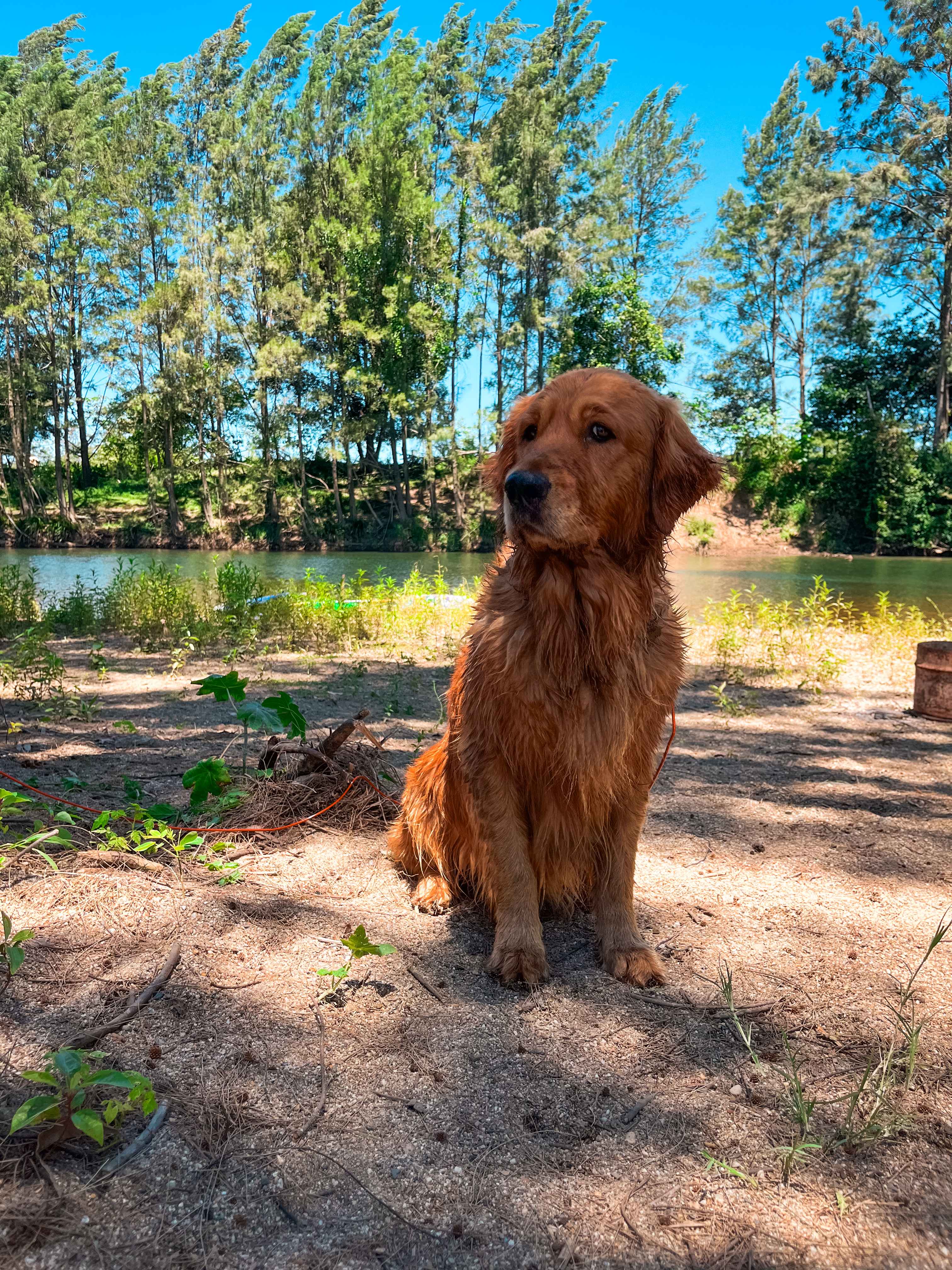 Bellinger River Camping
