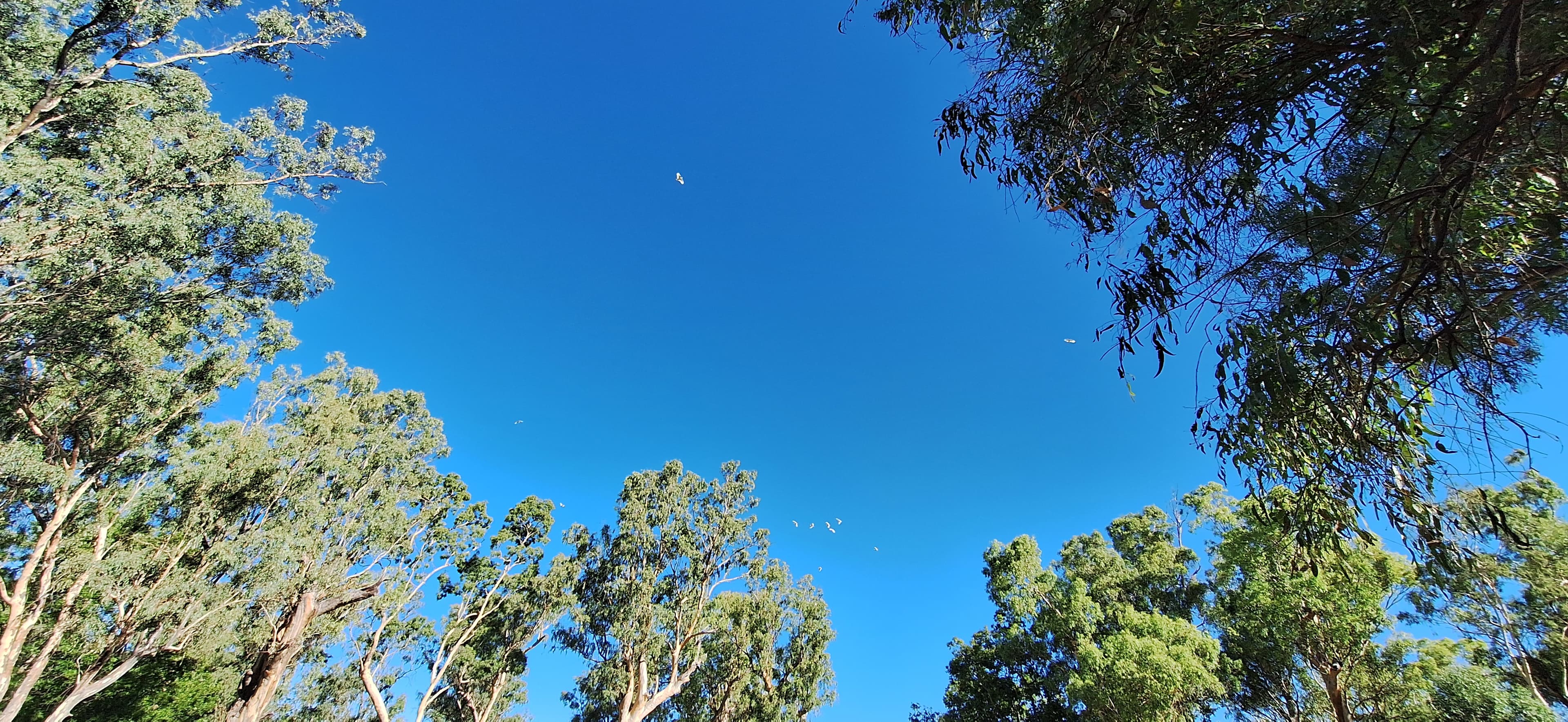 Pringy's Farm Balnagask