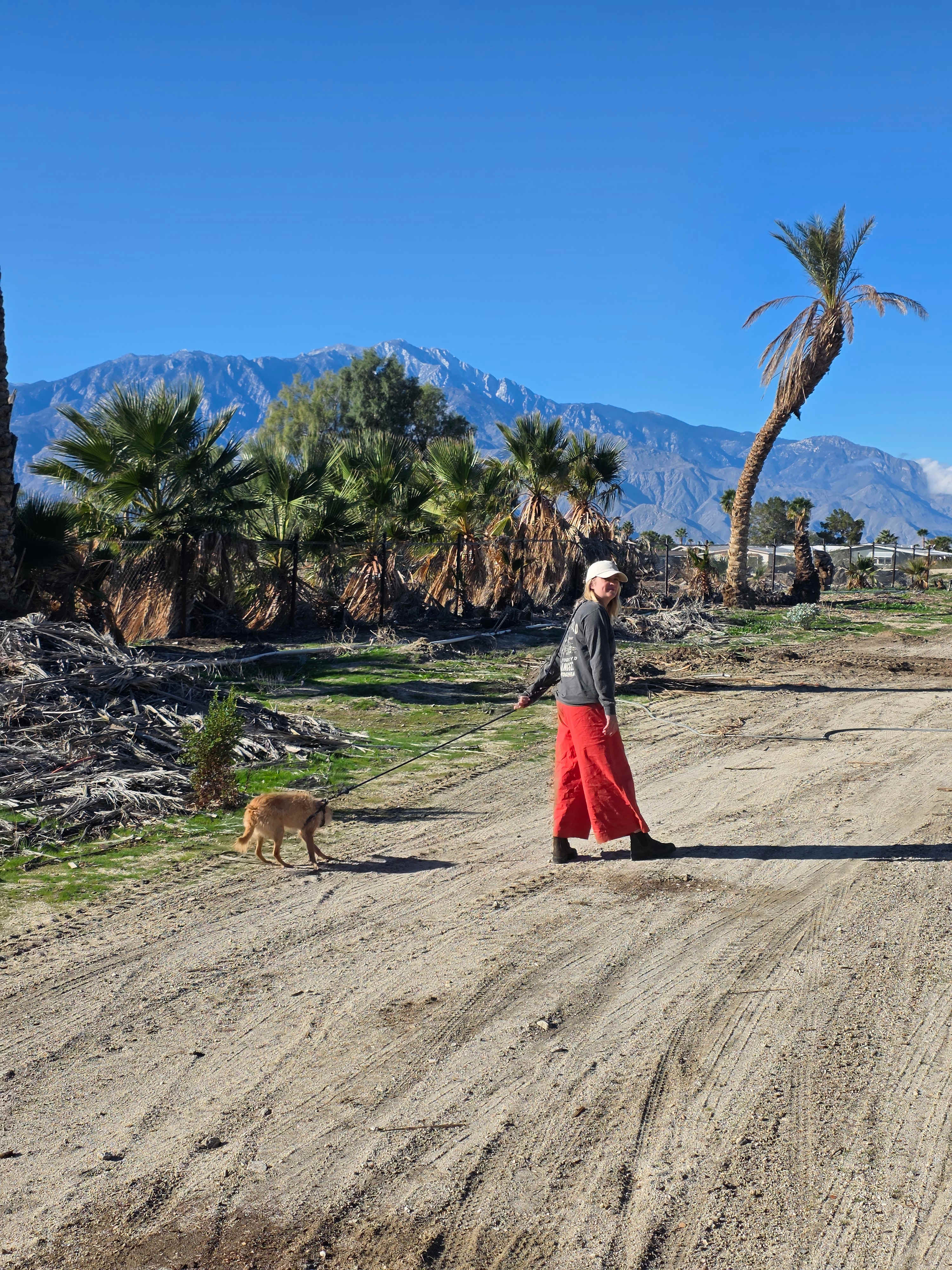 Mineral Spring Date Farm