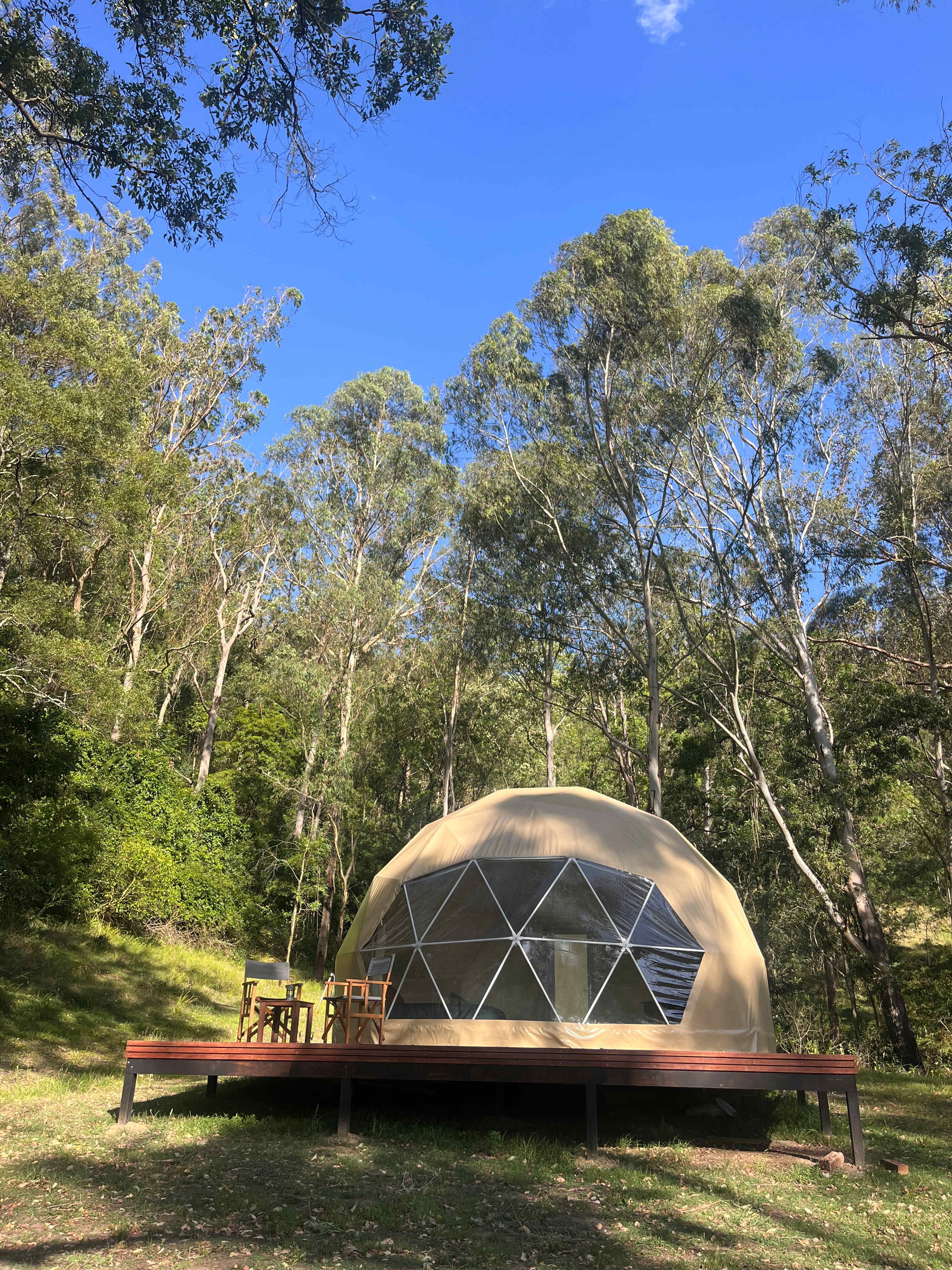 Glamping Around An Ancient Tree