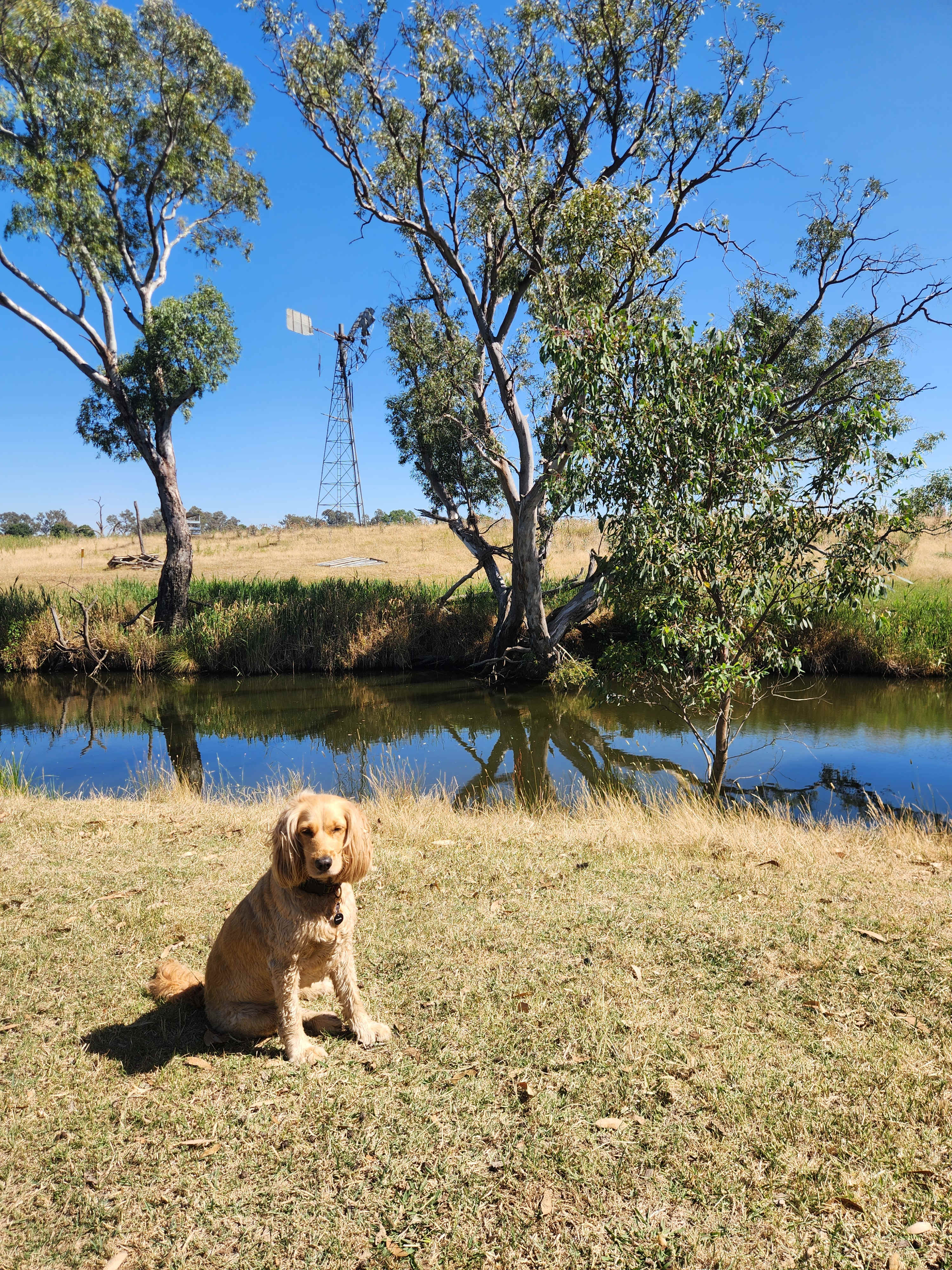 Boorowa Hipcamp - Wombles Common