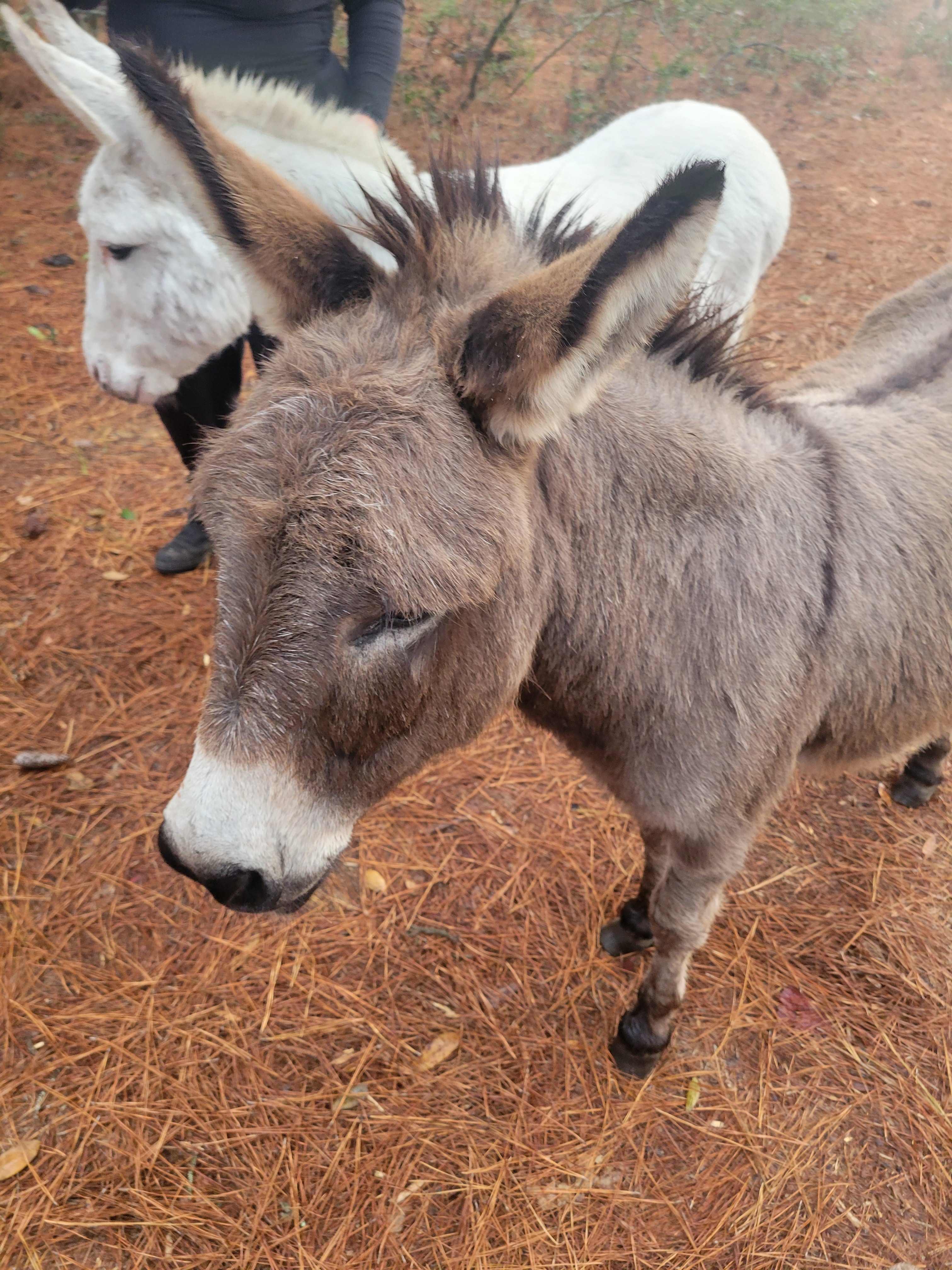 Hanscombe Point Plantation