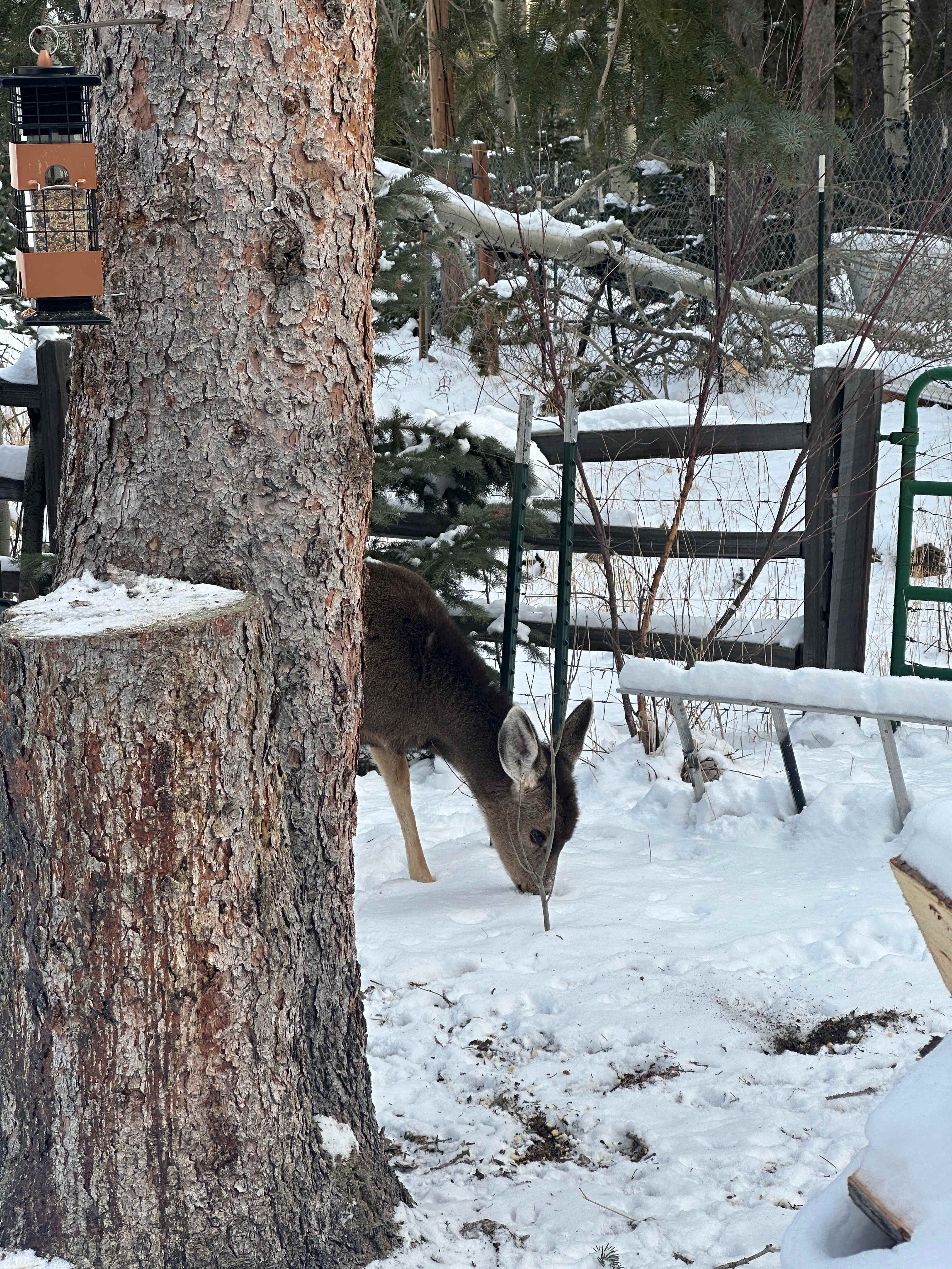 Aspen Forest in Evergreen Colorado