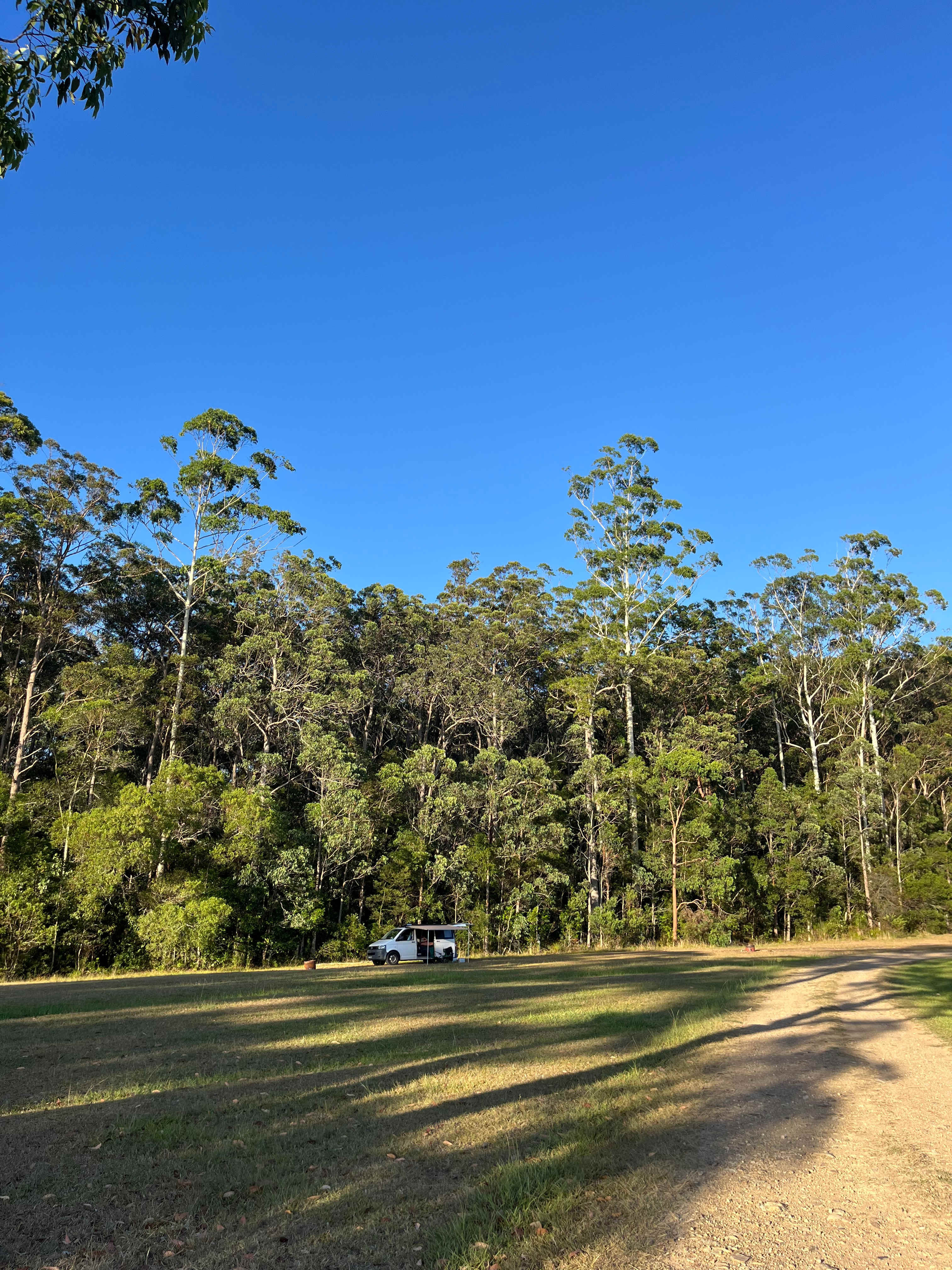 Spirit of the Forest