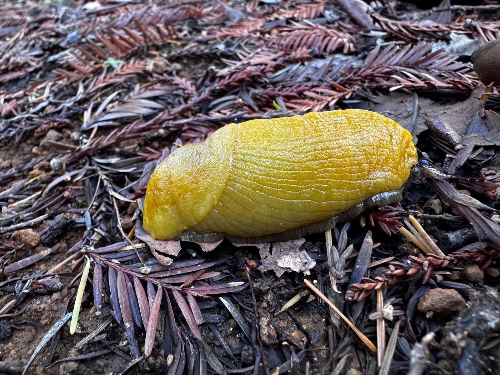 BANKS RANCH IN THE REDWOODS