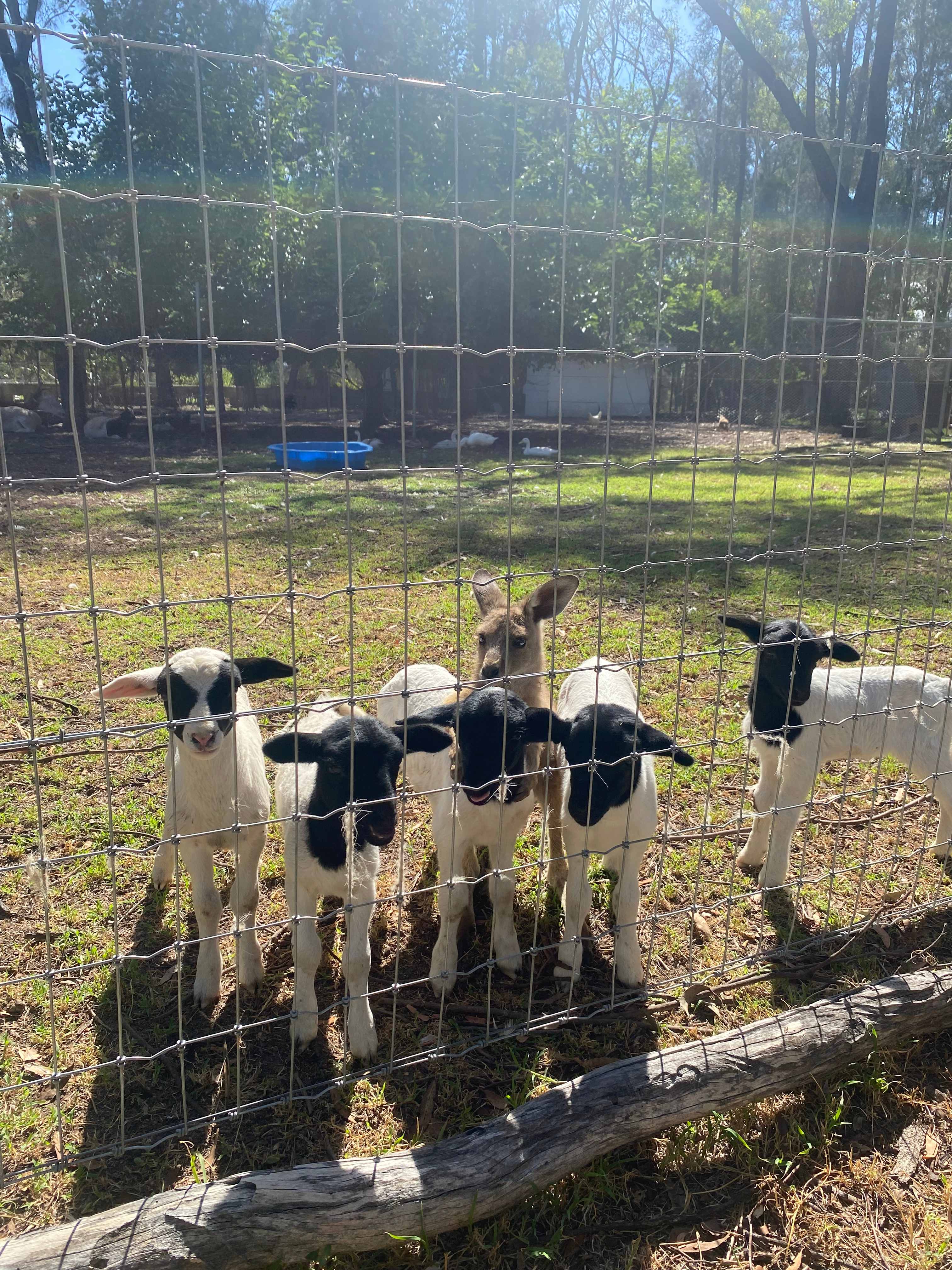 Coolmunda Organic Olives