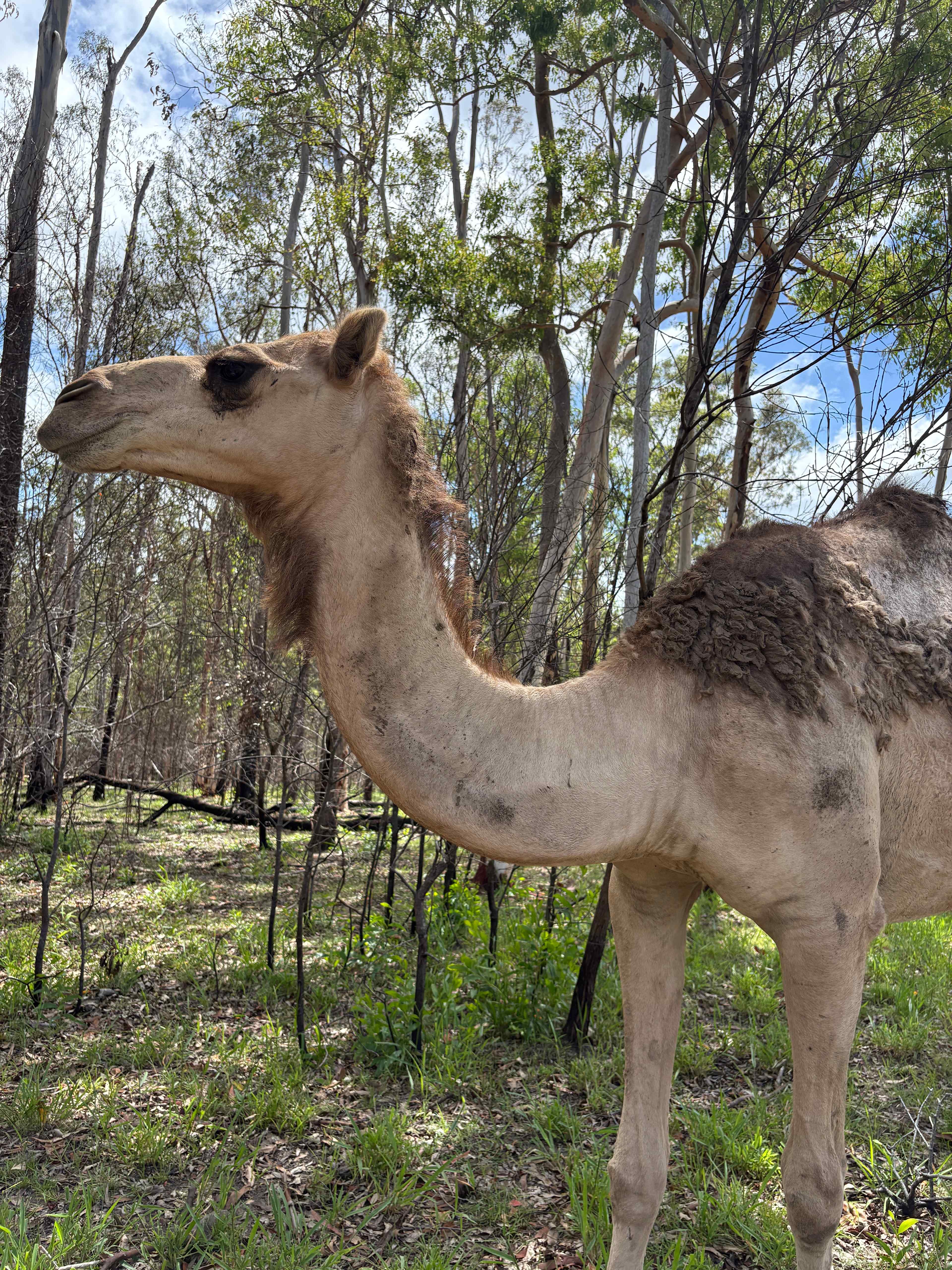 Hidden Camp Farm Stay