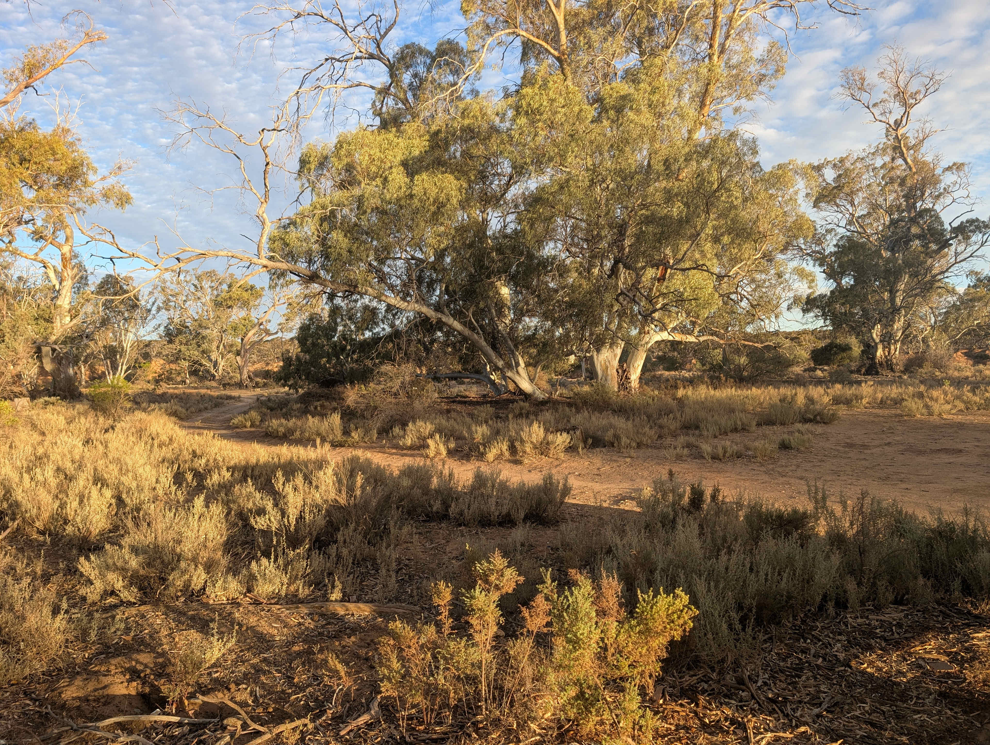 Burra Creek Camping