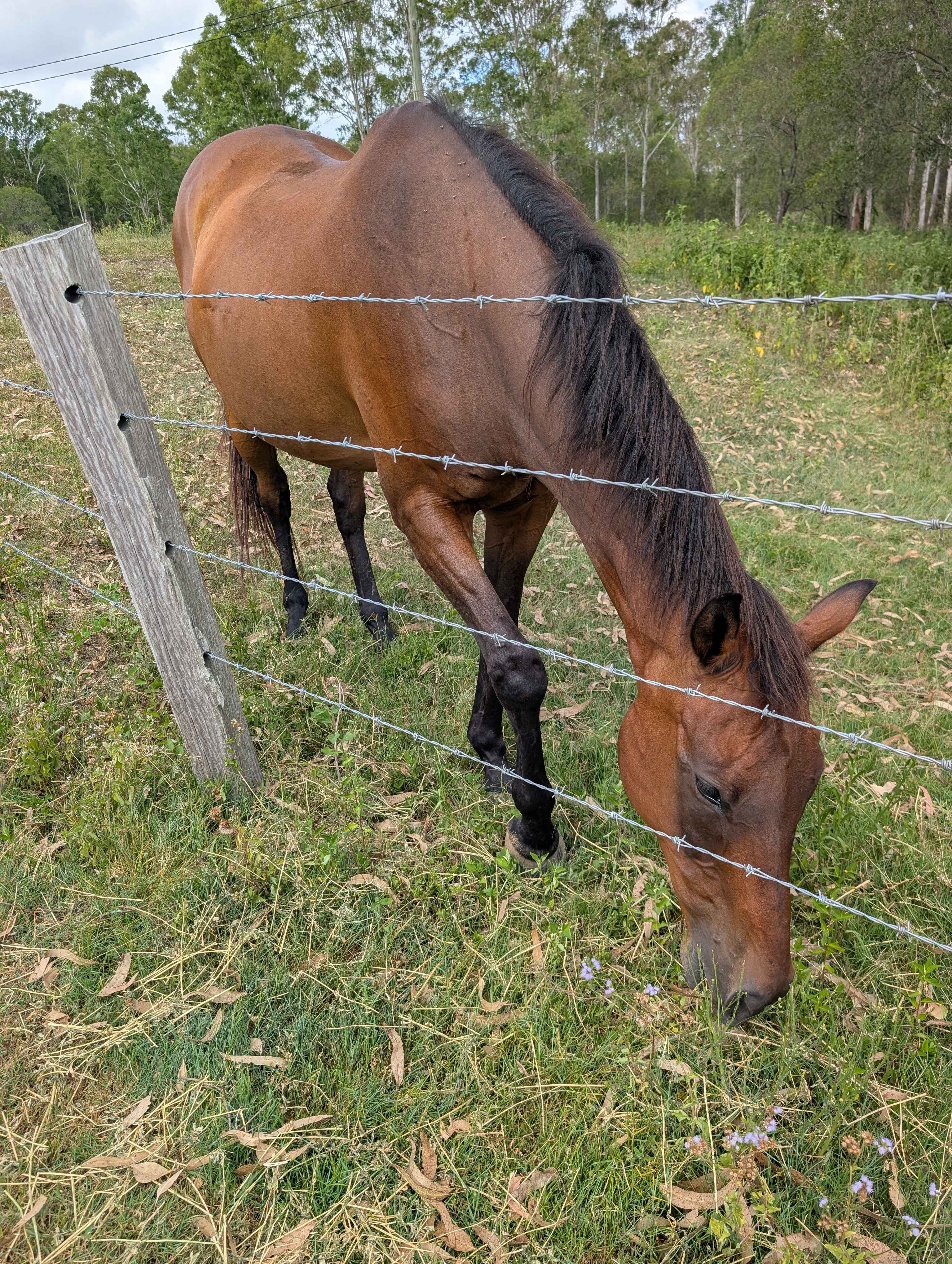 River Run Farm Camping
