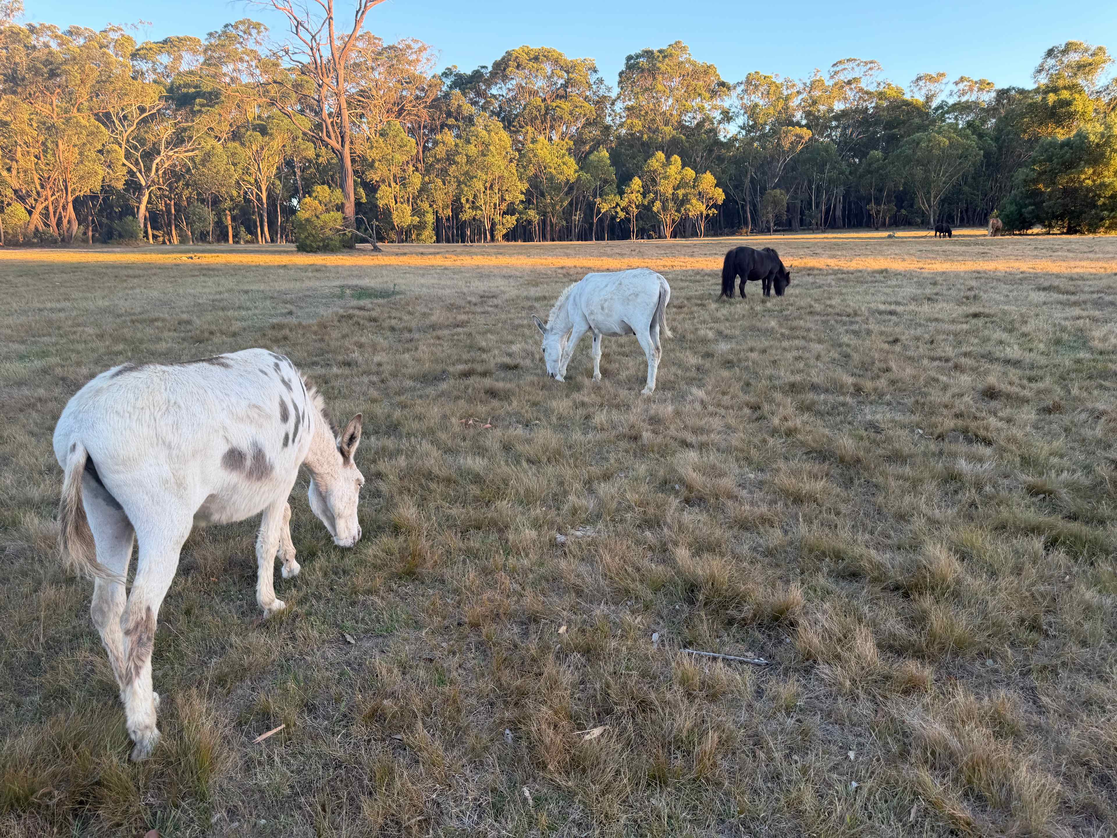 Megalong Valley Farm