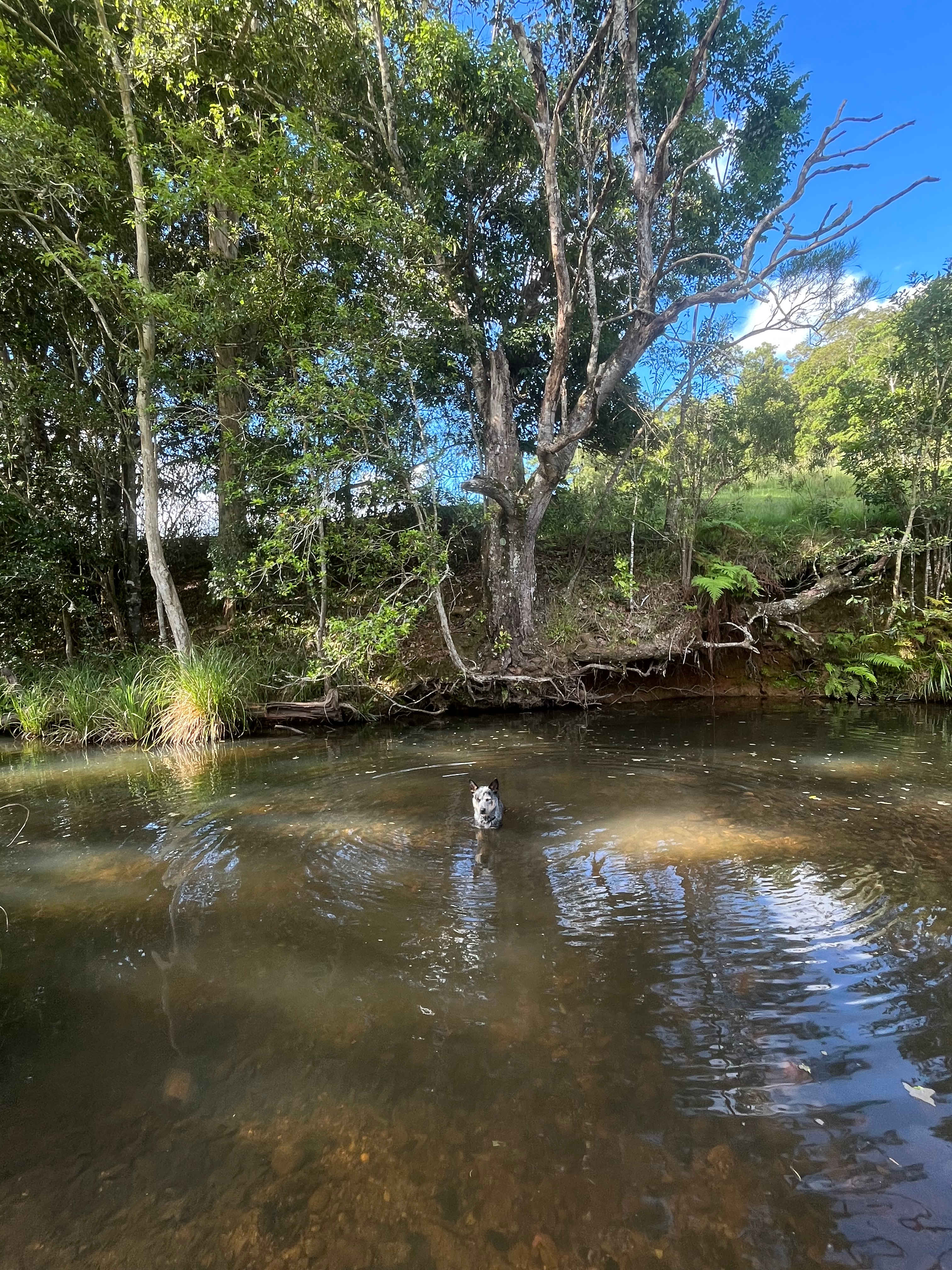 Rowlands Creek Camp Area