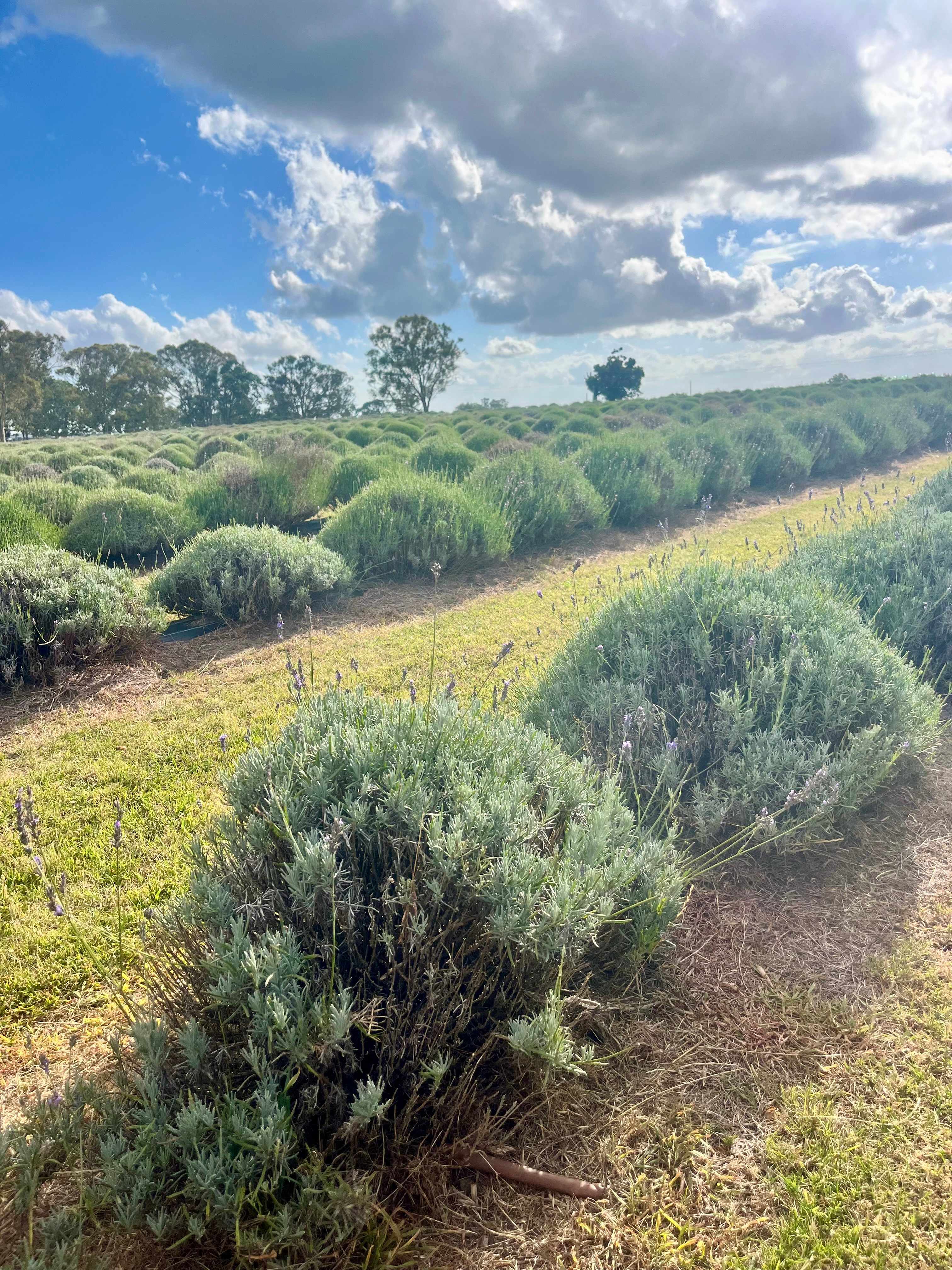 Aloomba Lavender Farm