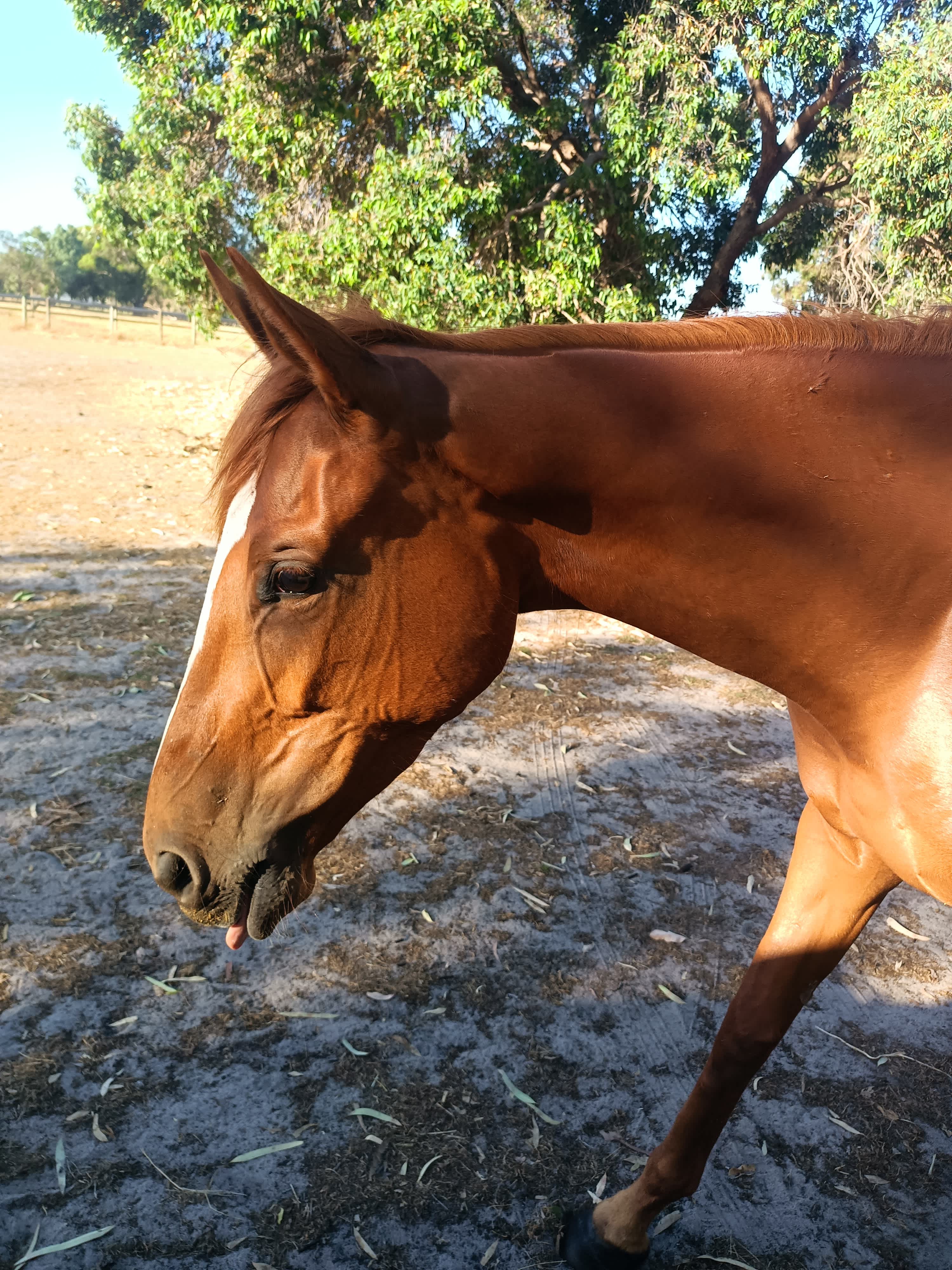 Everything Horses Ltd