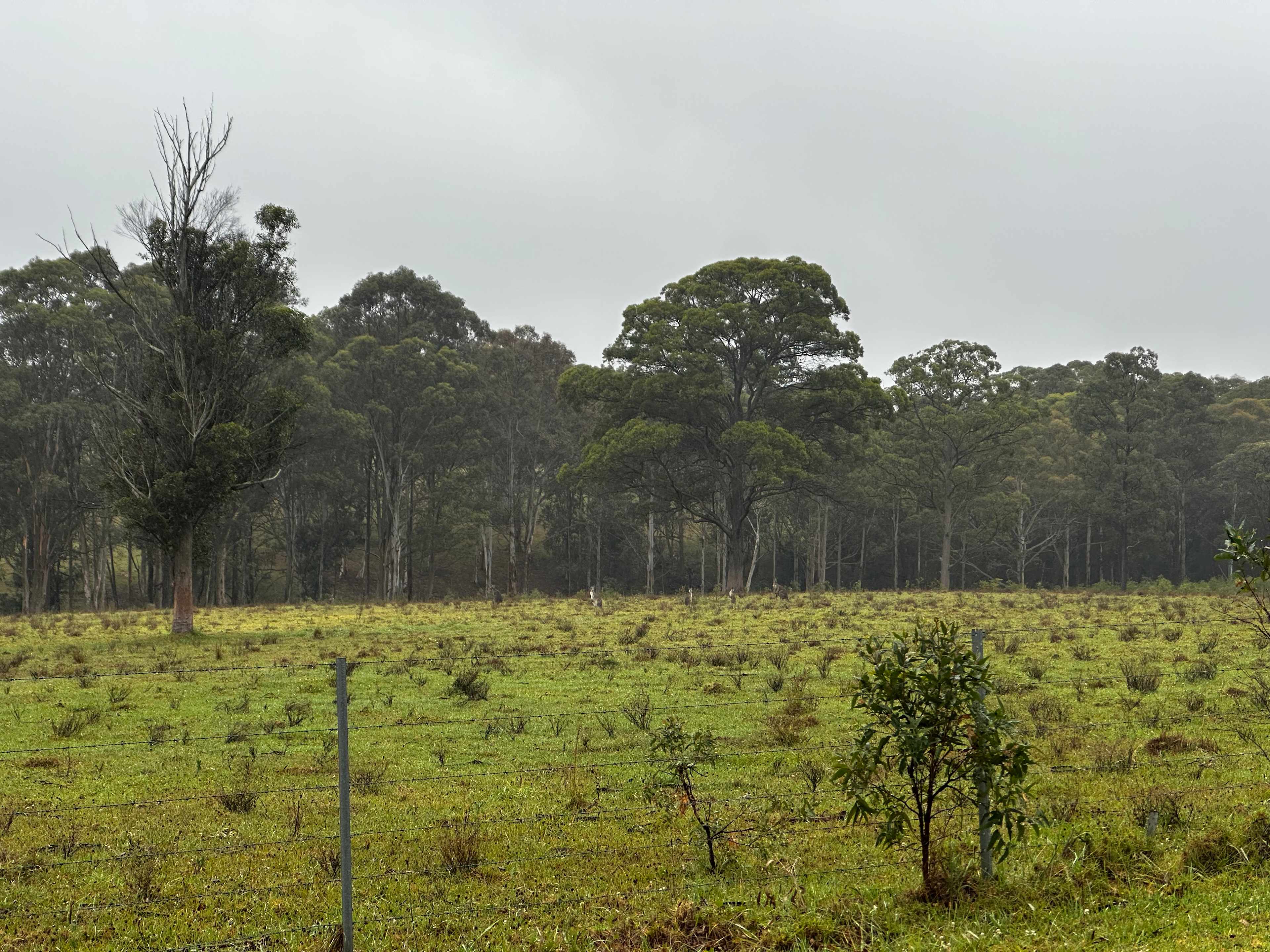Melon Green at Oakdale