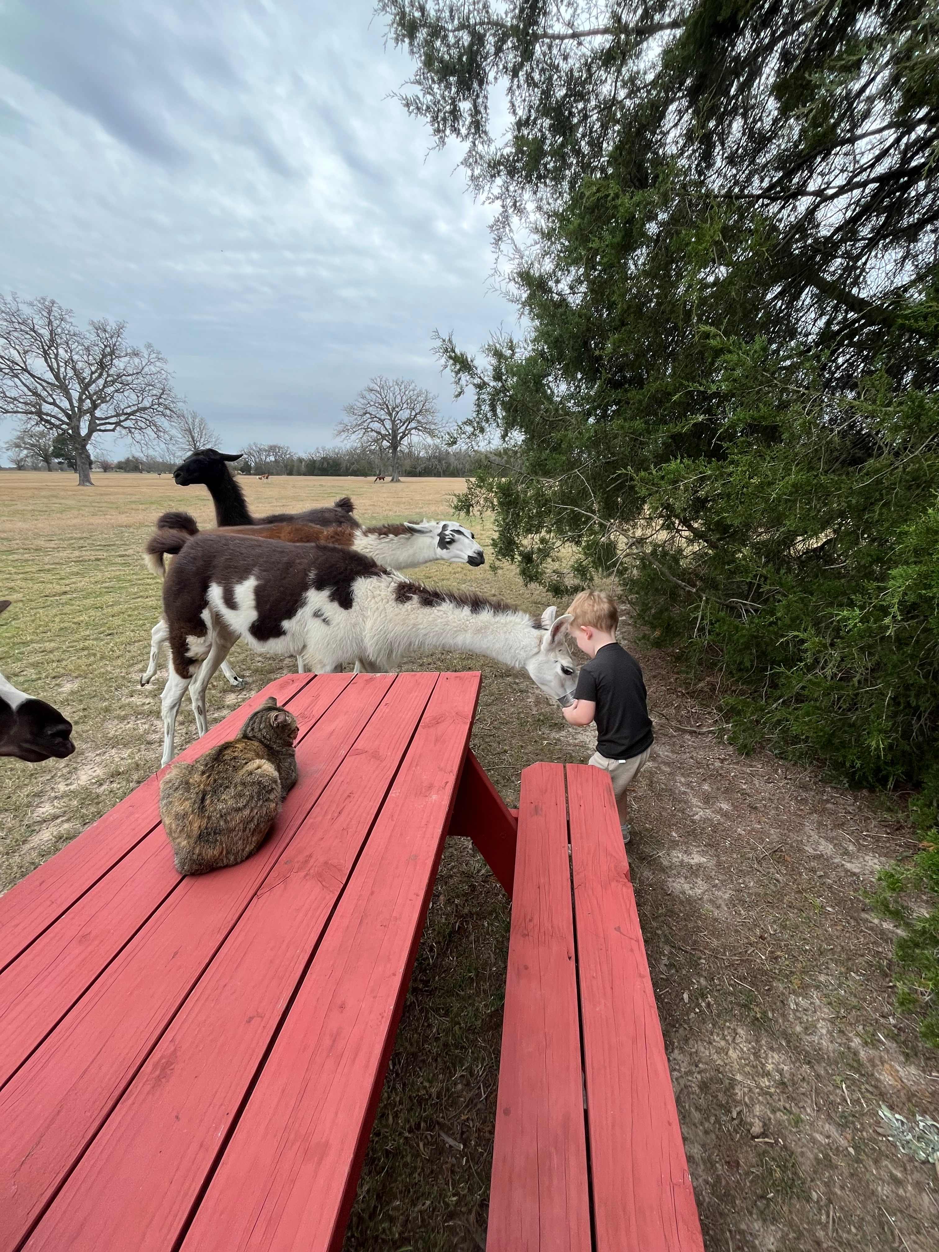 My 4 yr old feeding the llamas
