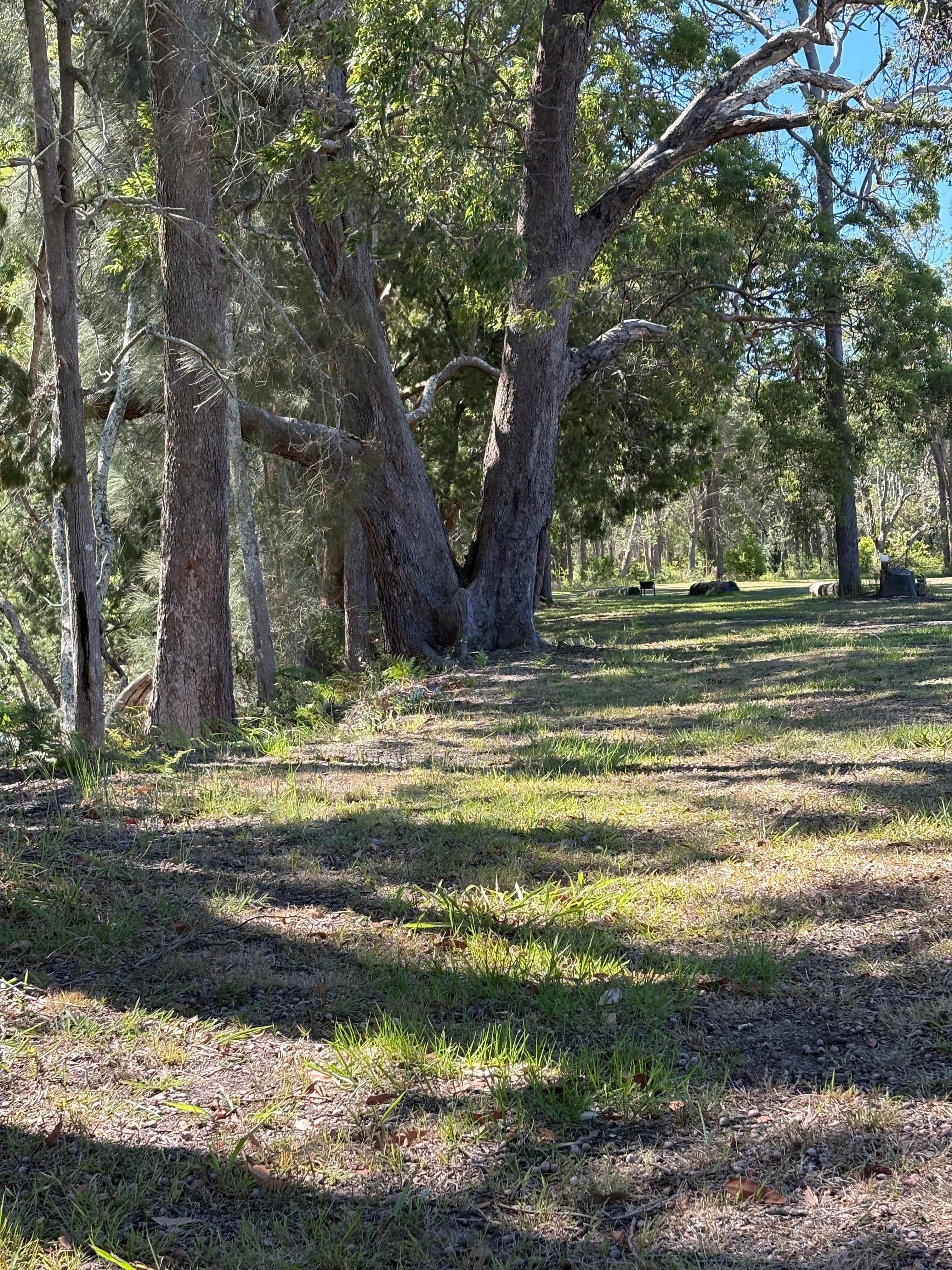 Tree line providing amp shade on hot days 