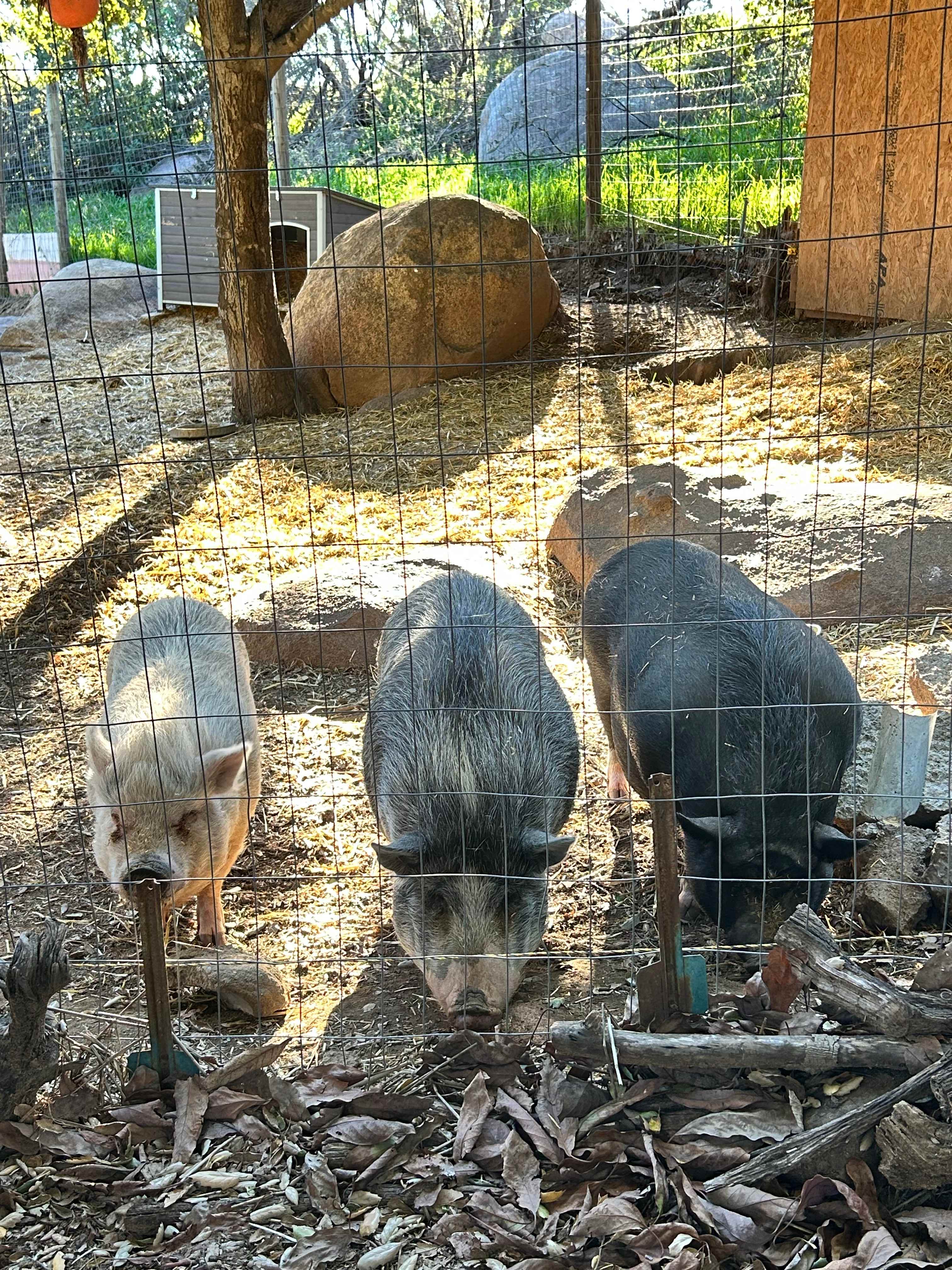 Zephyr Mountain Avocado Grove