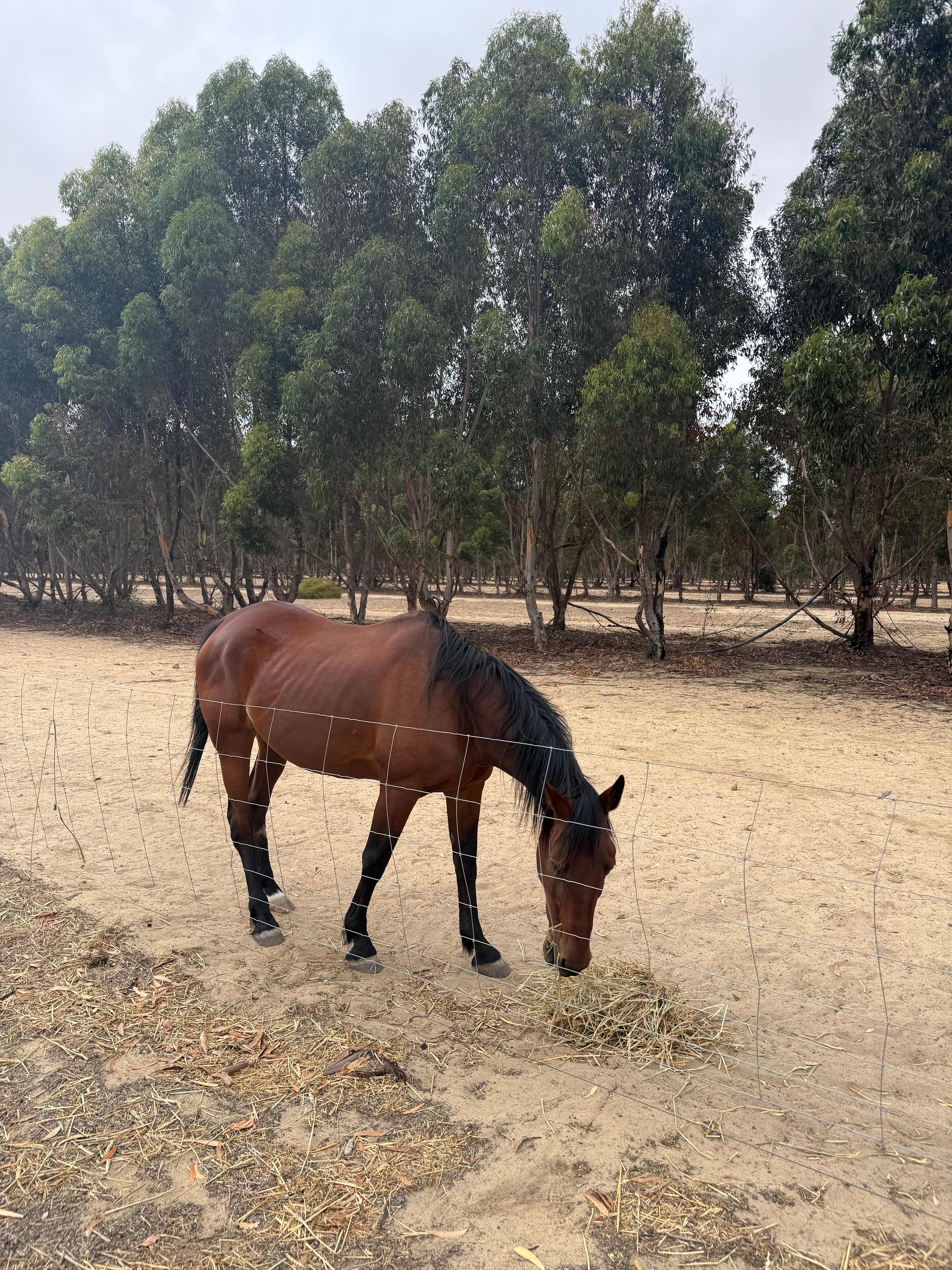 Candlelight Country Experience