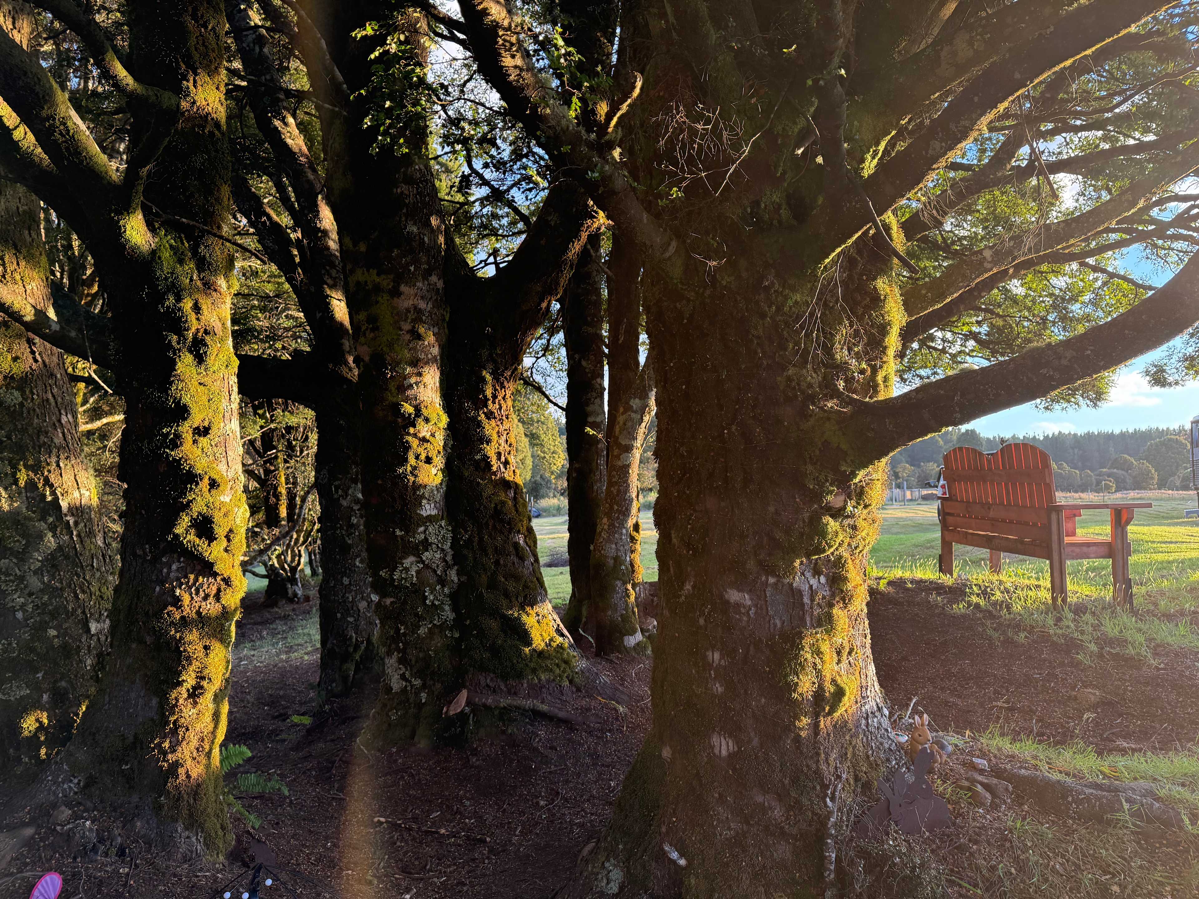 Waratah Alpaca and Pepperberry Farm