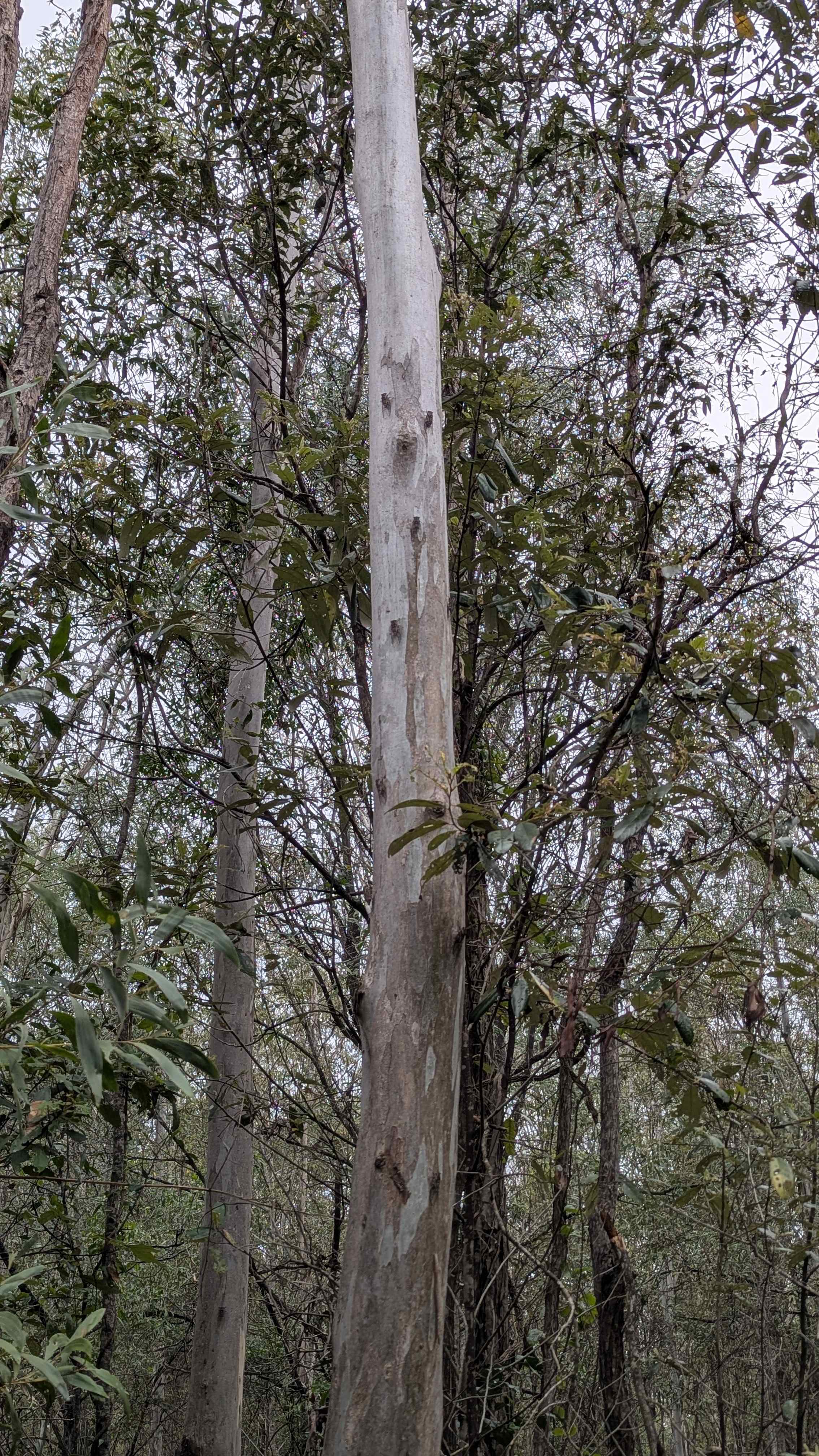 Hidden Creek Farm Qld