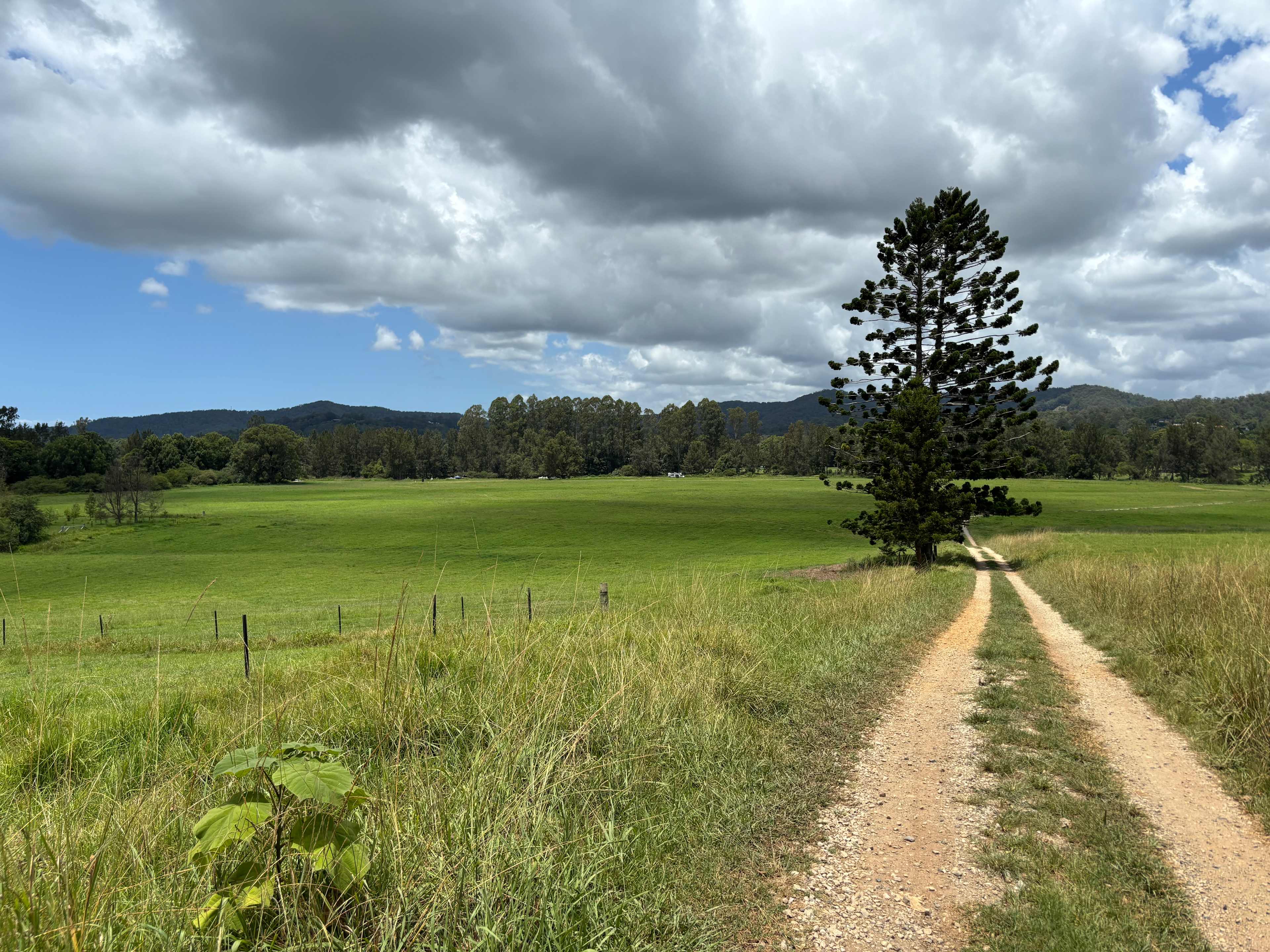 Bellinger River Camping