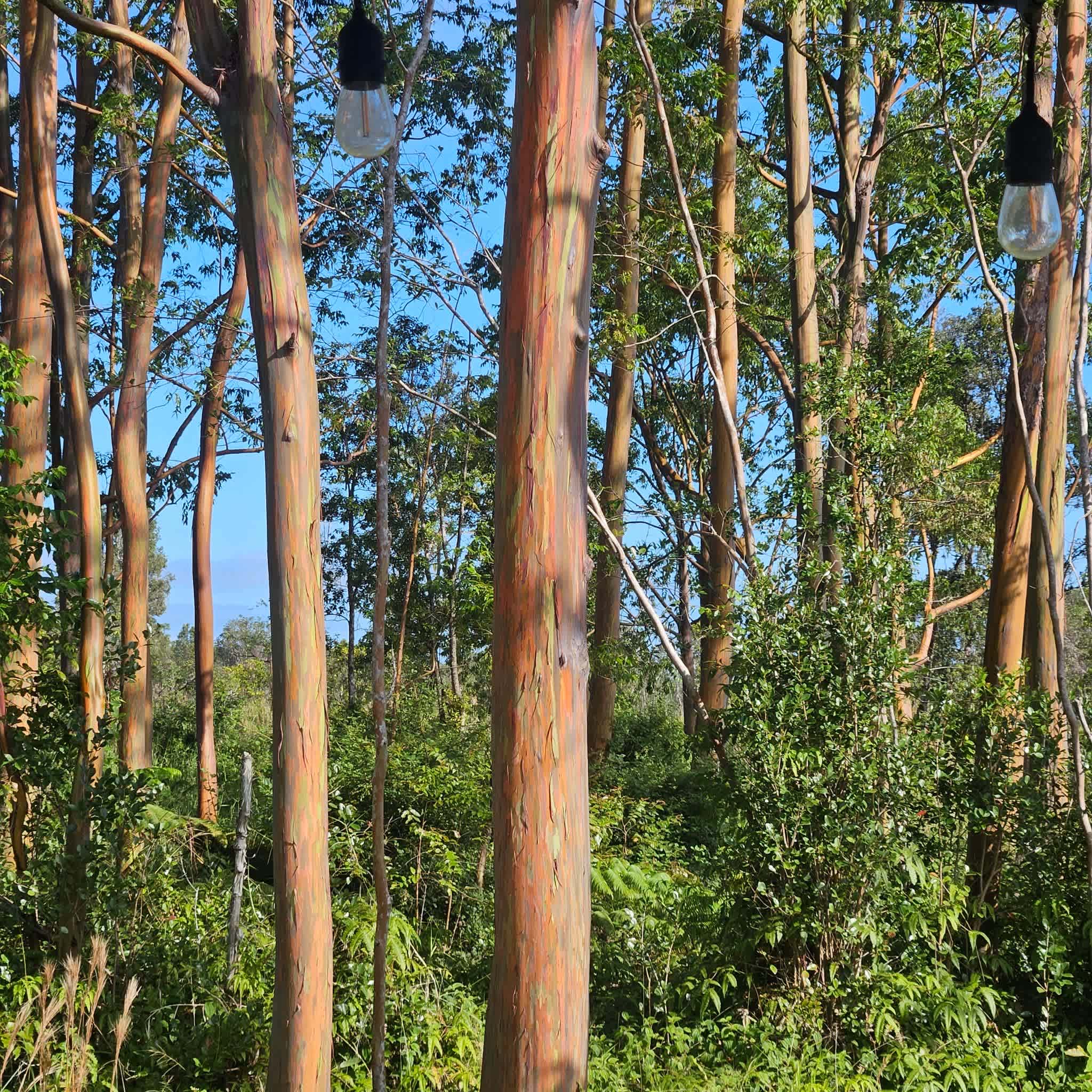 The Tranquil Homestead