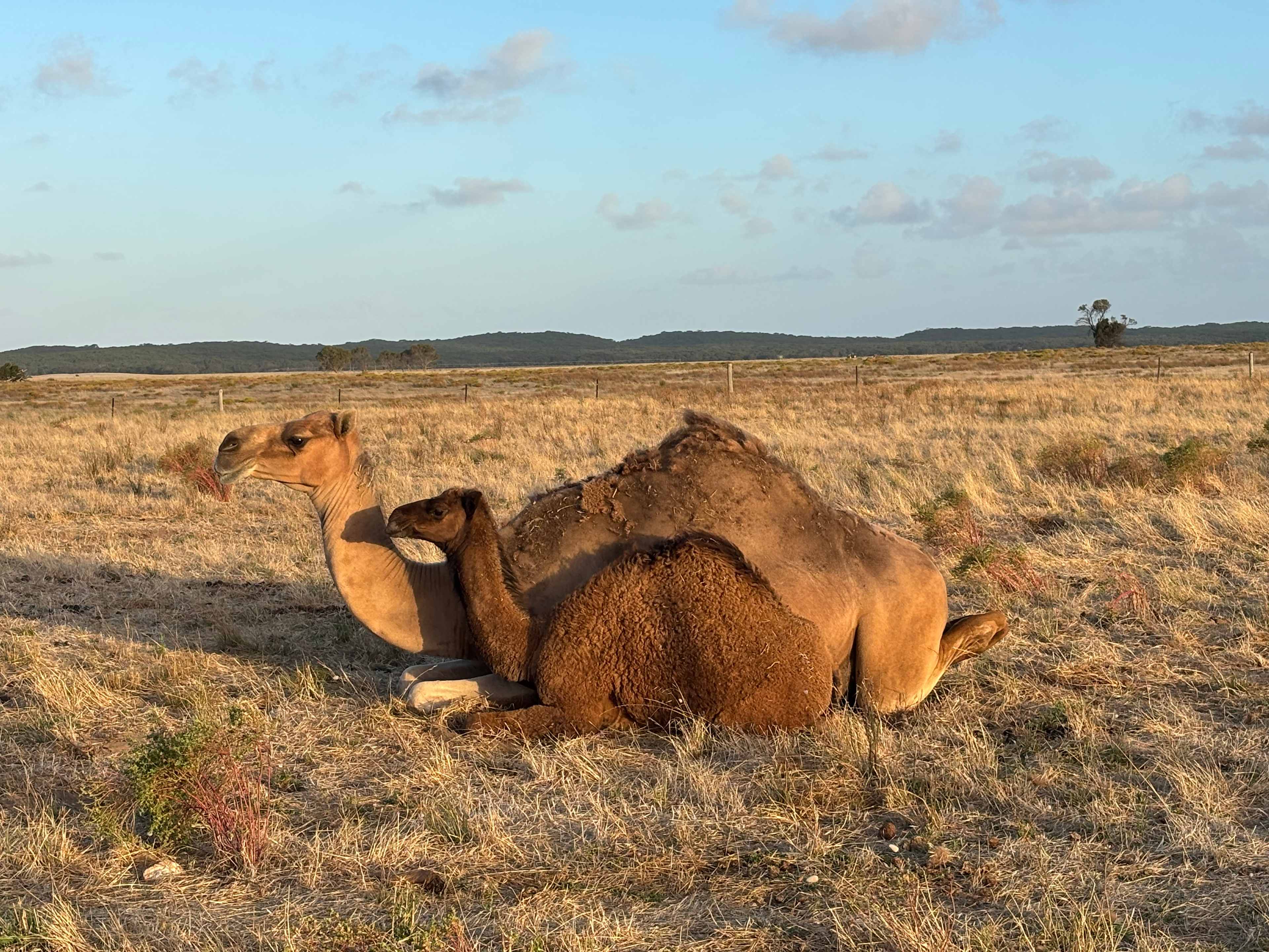 Robe Camel Farm - Self Contained Campers Only