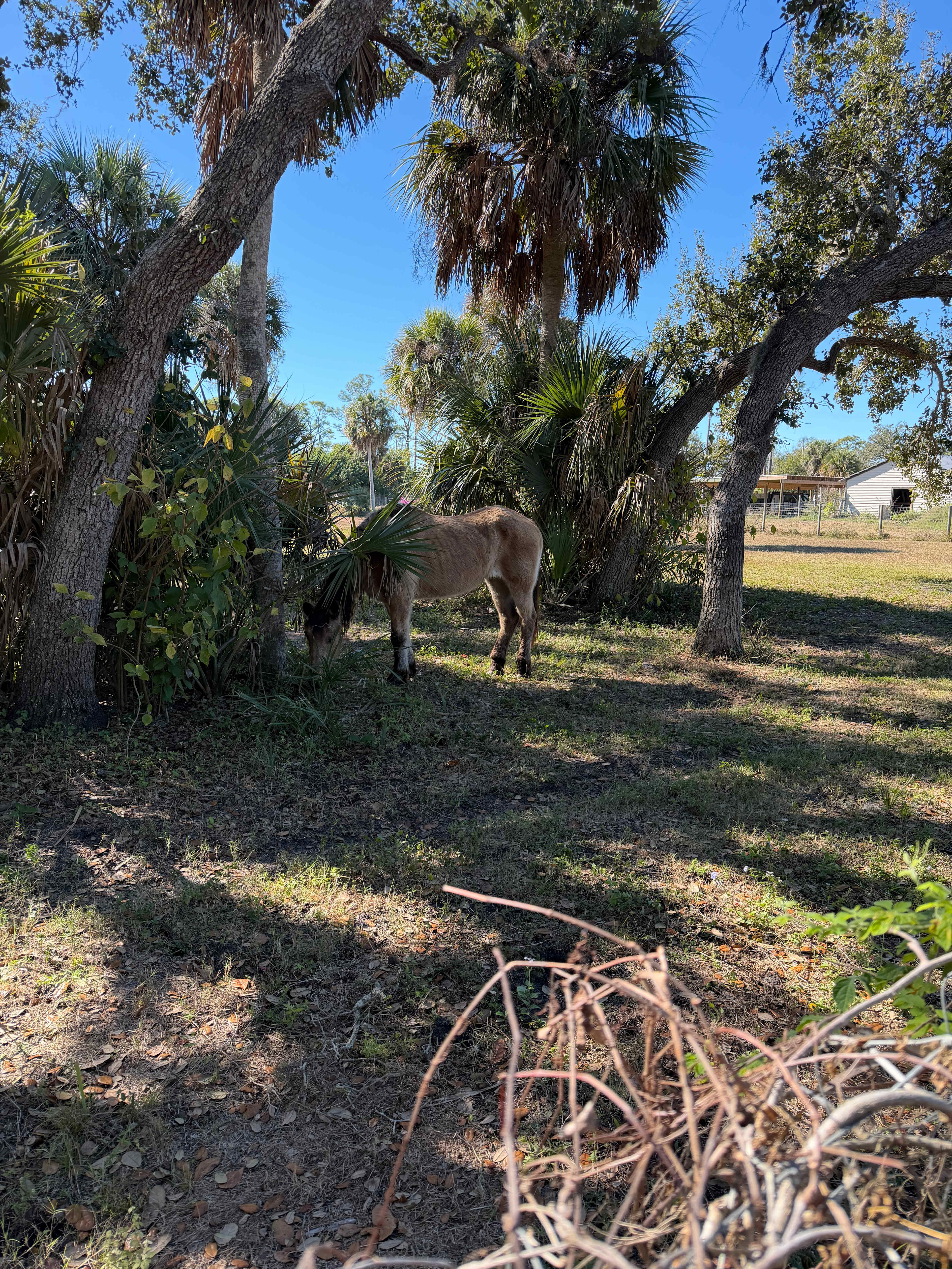 Bell Oaks Ranch 5 min from Beach