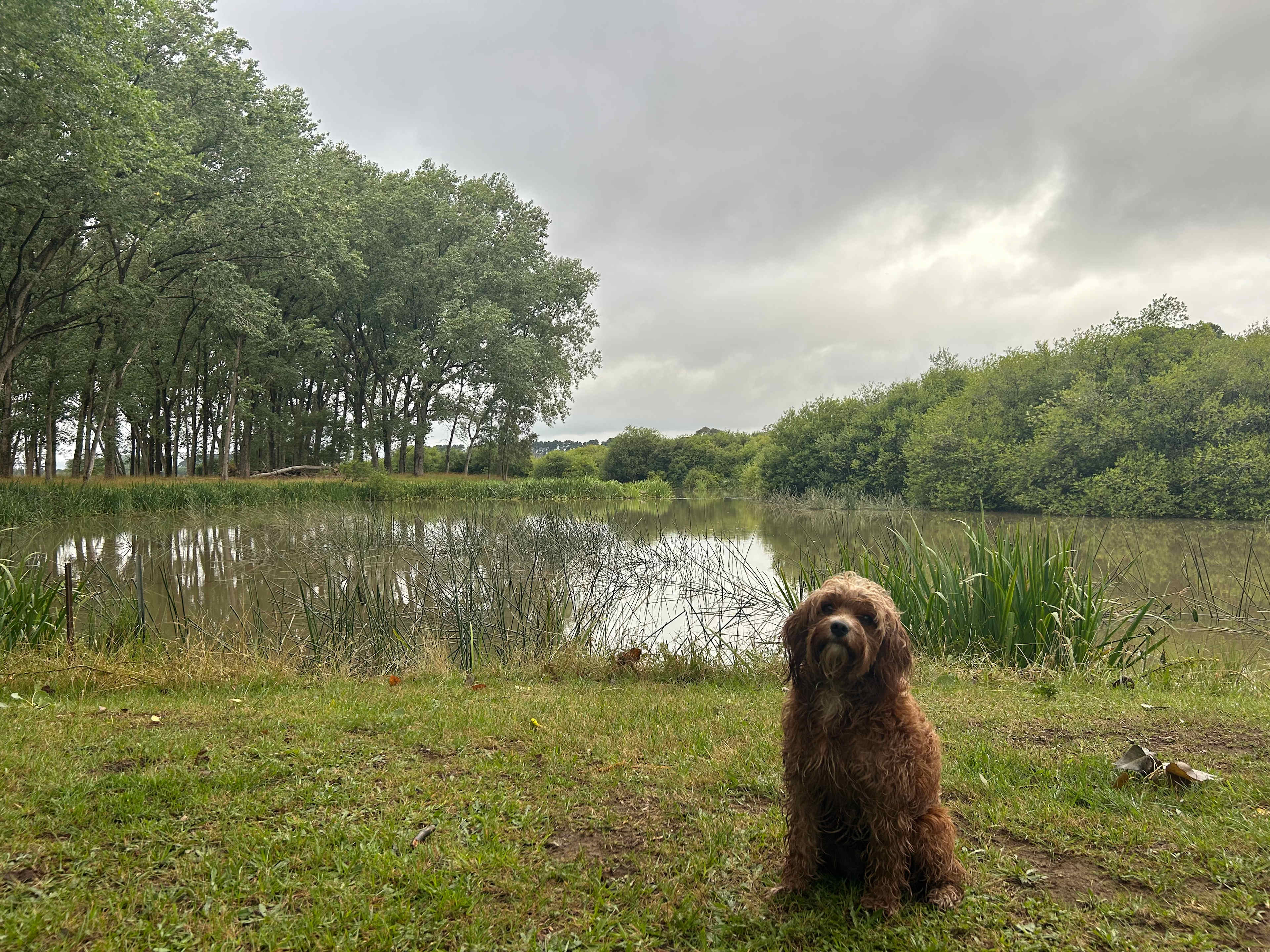 Wings of the Carribee