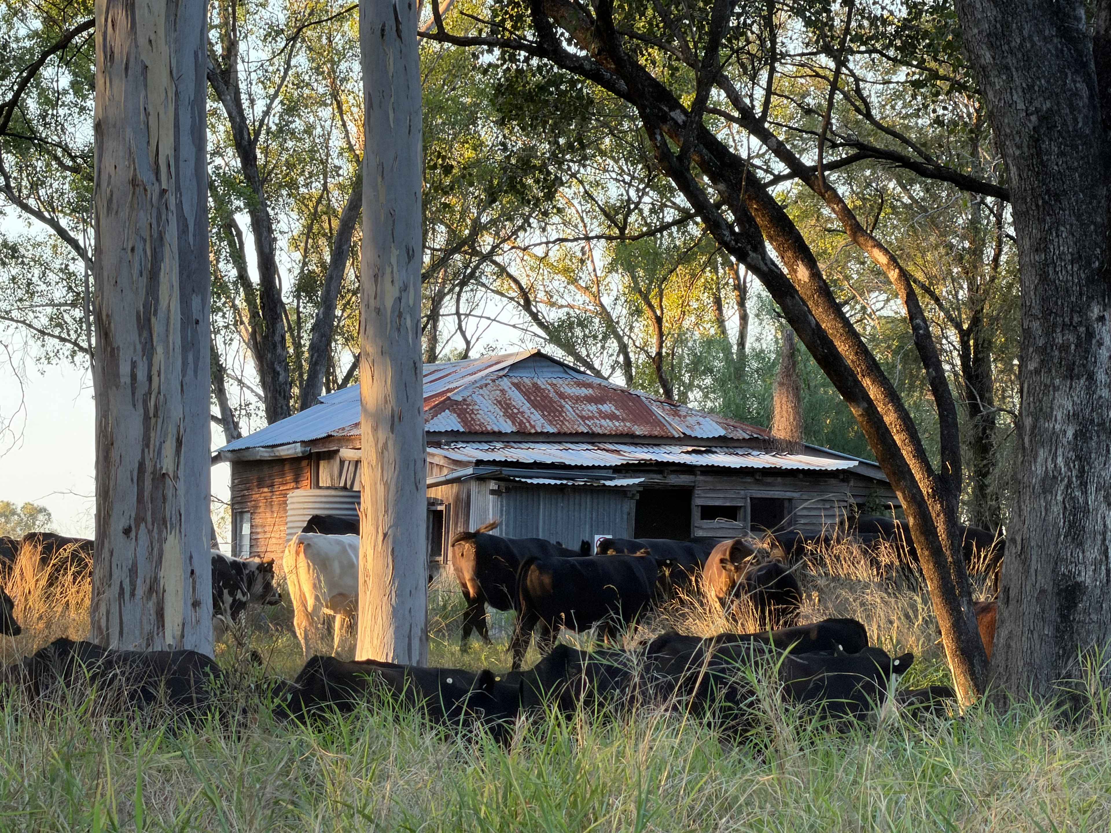 Bushland Hideaway on the River