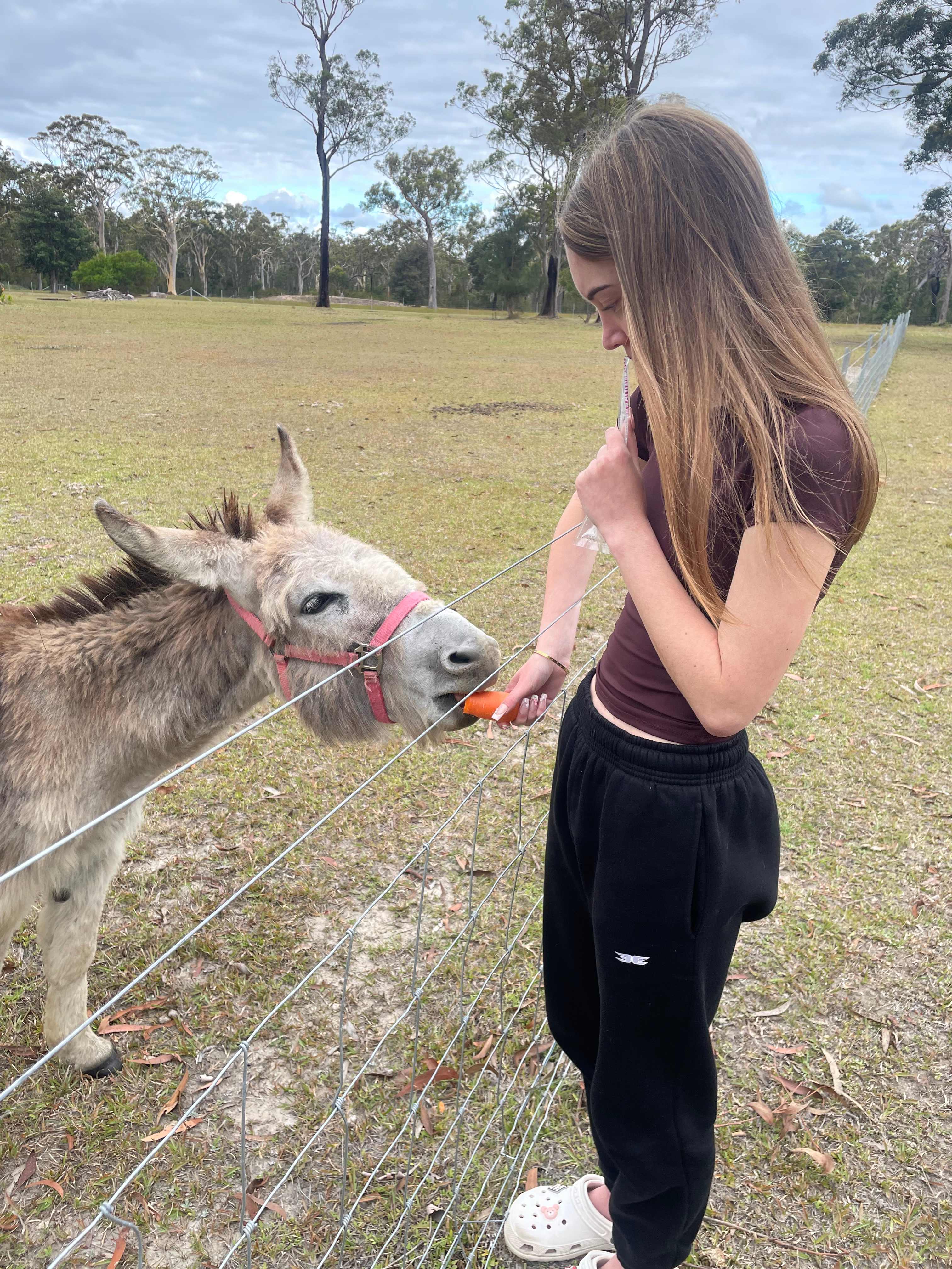 Sussex Horses For Healing