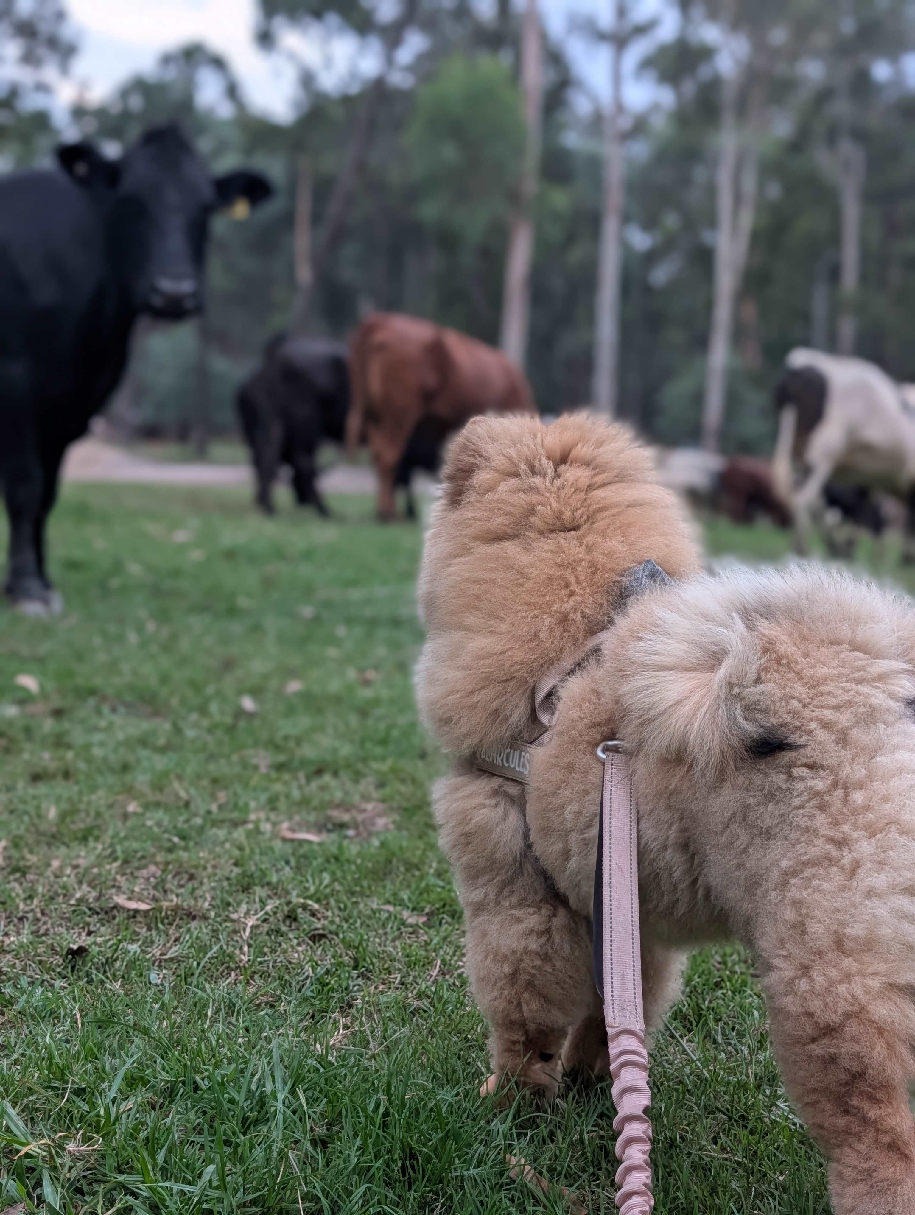 Our dog, Bear, meeting a cow.