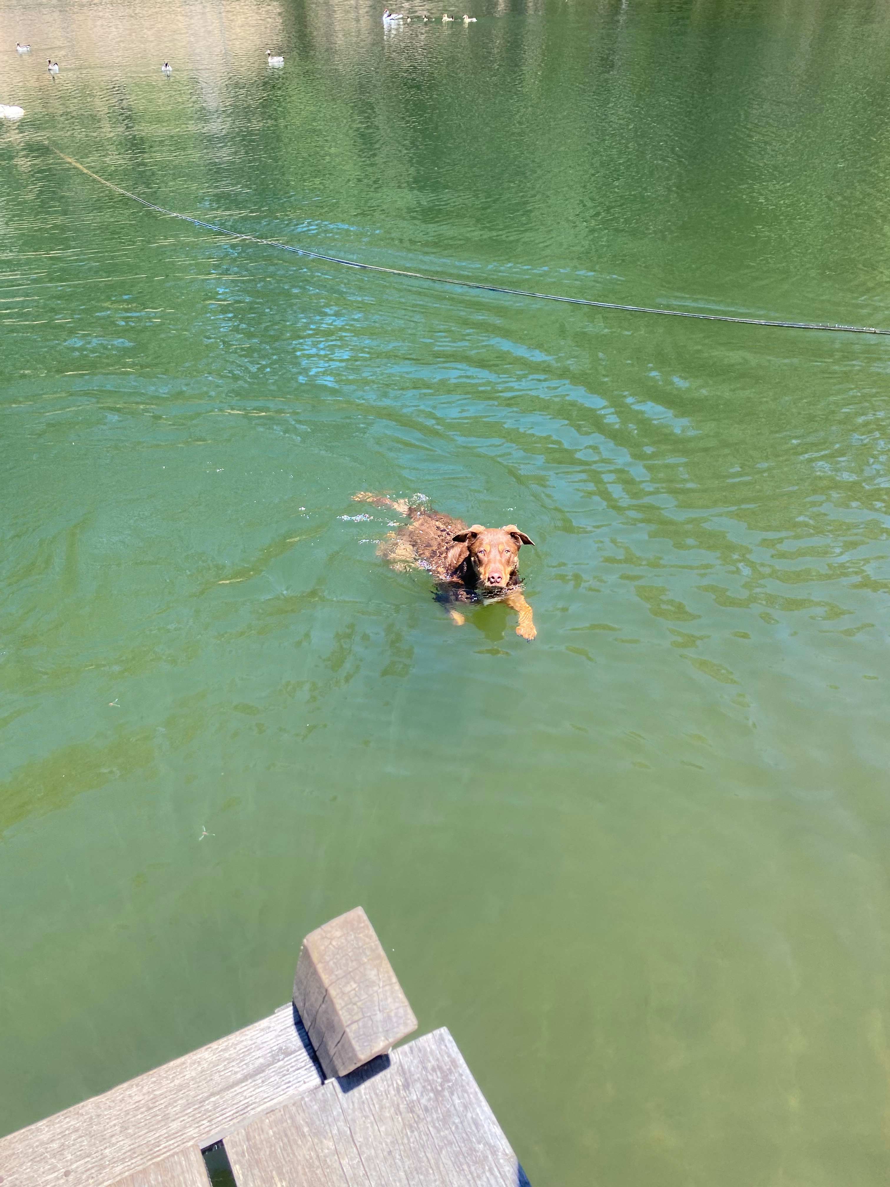 Lewana Cottages Campsites