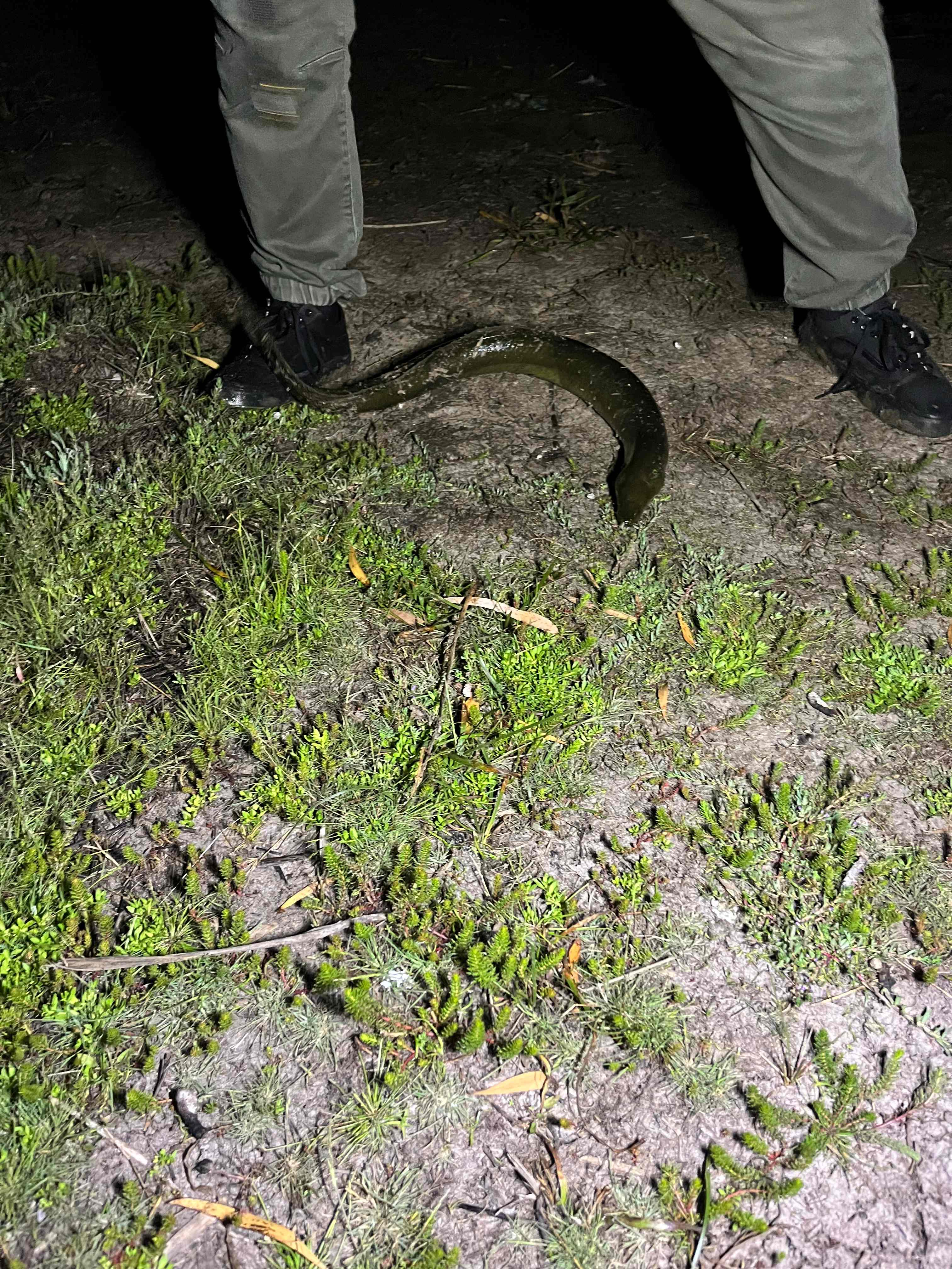 Lancefield Lake's A WETLANDS WONDER