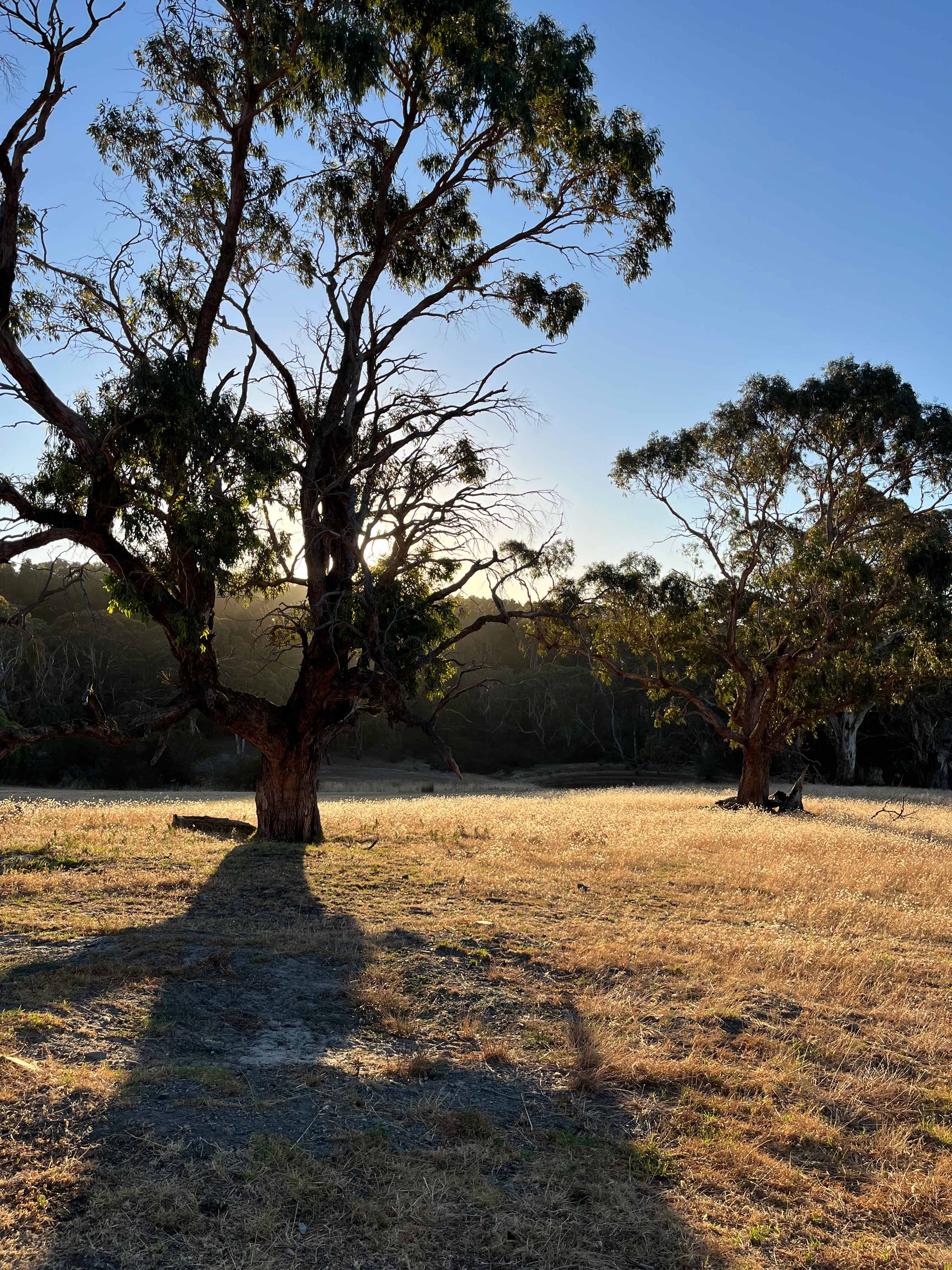The Scrub Campsite - Inman Valley