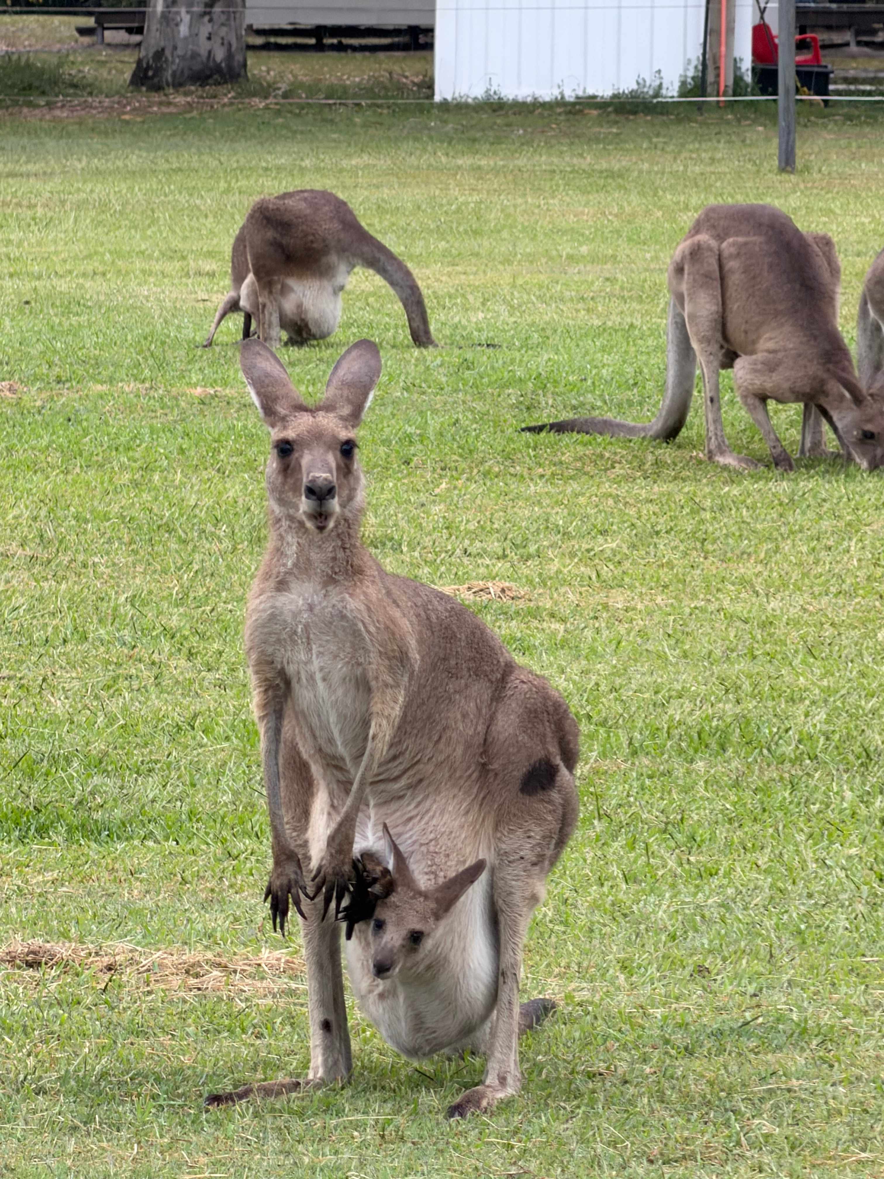 Habitat Noosa Everglades EcoCamp